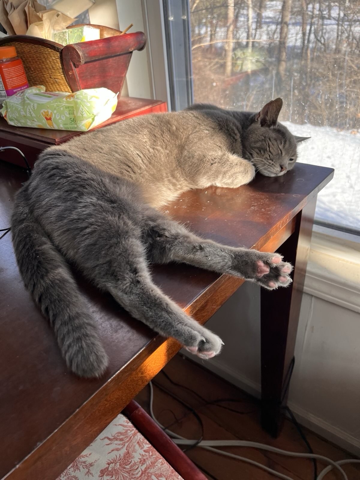 Sleepy kitty takes a peaceful journey across the Rainbow Bridge.