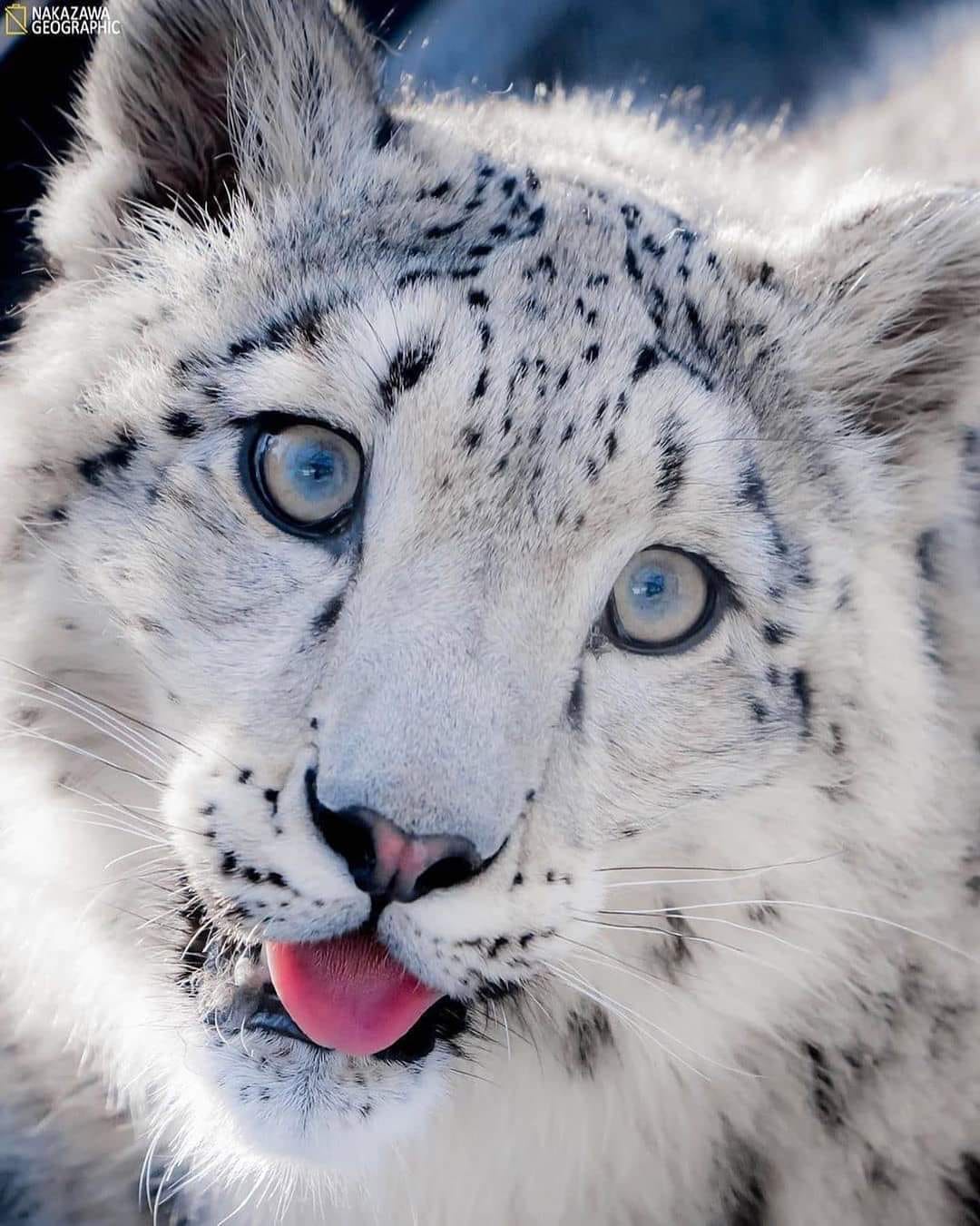 The Adorable Derp of a Snow Leopard