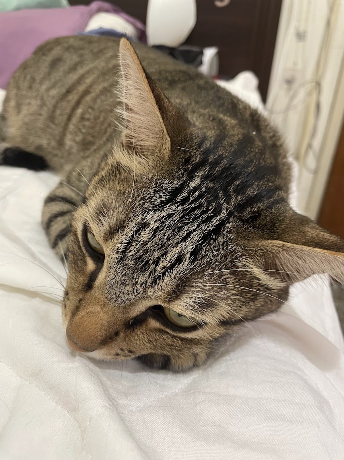 The cutest cat you've ever seen