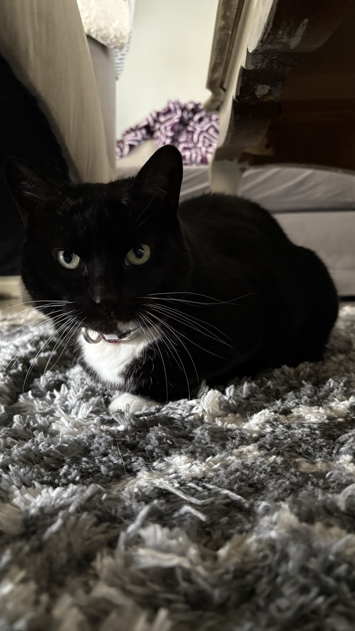 Sushi Paris is living its best life in loaf mode on a fuzzy carpet.
