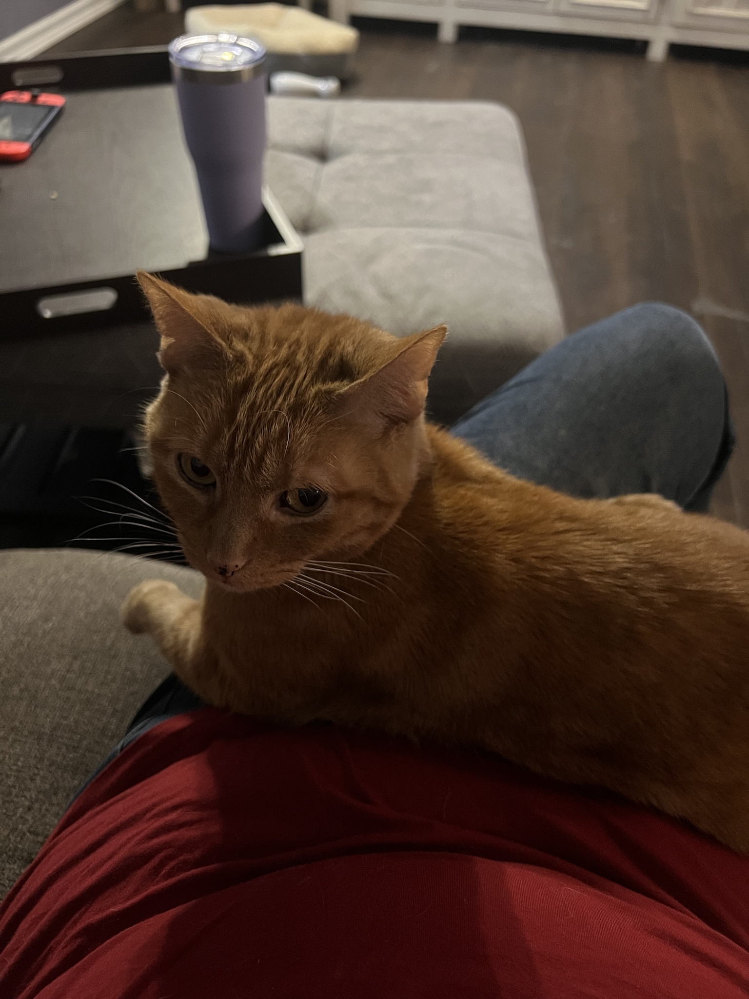 I've found my forever home through adoption