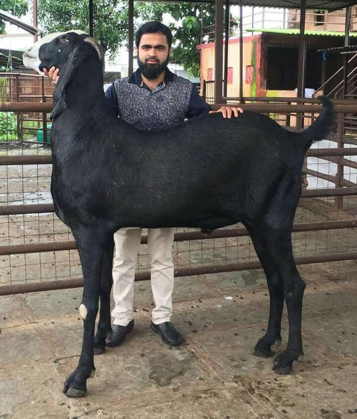 Behold the colossal goat of legend!