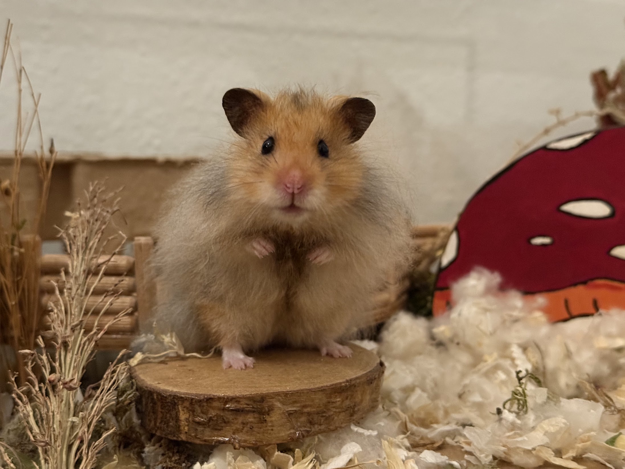 Hamster Lovers Unite: Do You Like Hamsters?