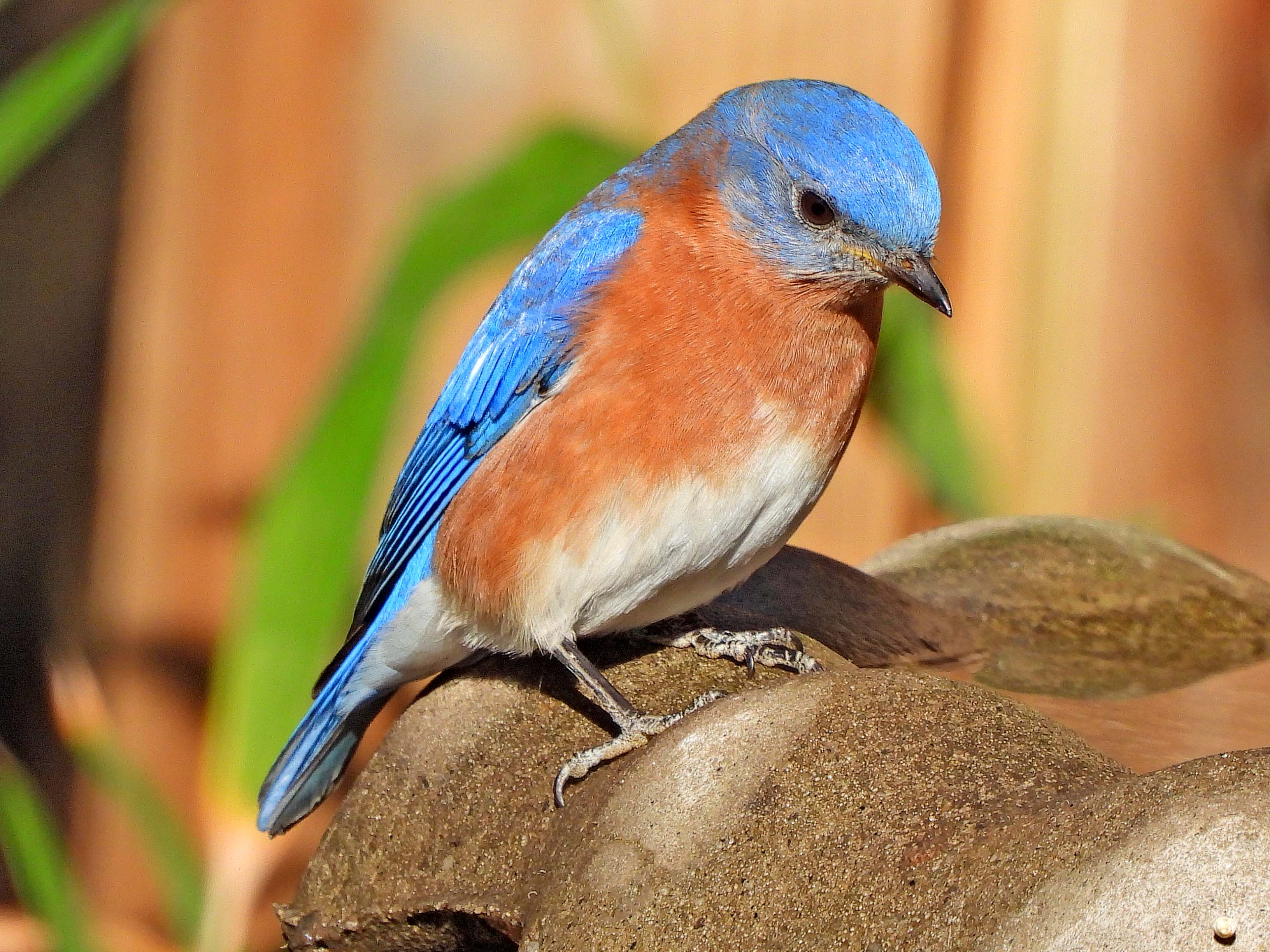 Spotlight on the Eastern Bluebird in Summerville, South Carolina