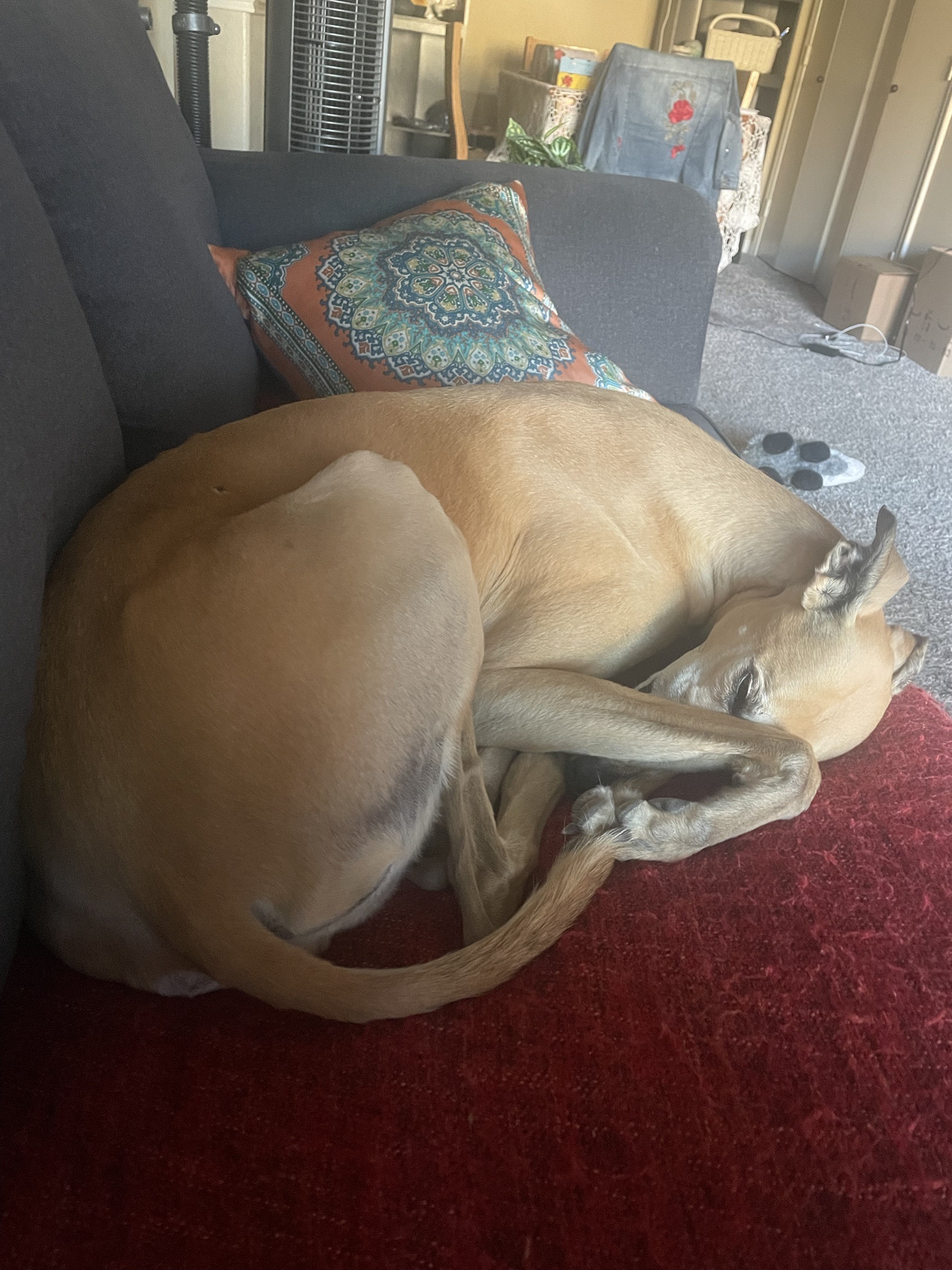 The Intermission Dog: A Pause for Paws