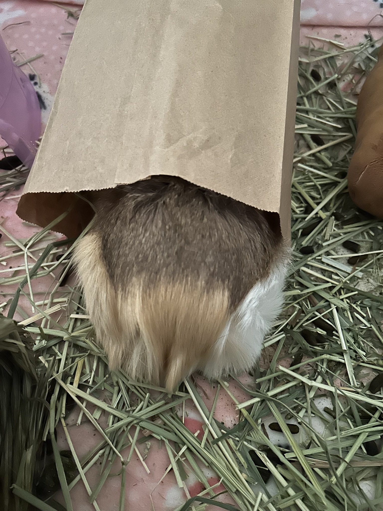 Benny's Struggle: The Hunger is Real