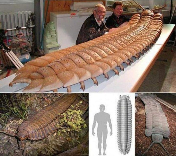 Discover the Fascinating Arthropleura Millipede