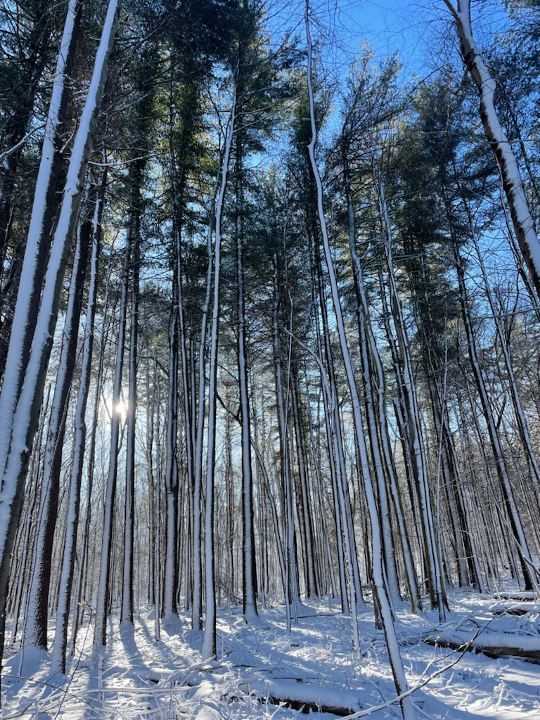 Enjoying a morning stroll after the storm