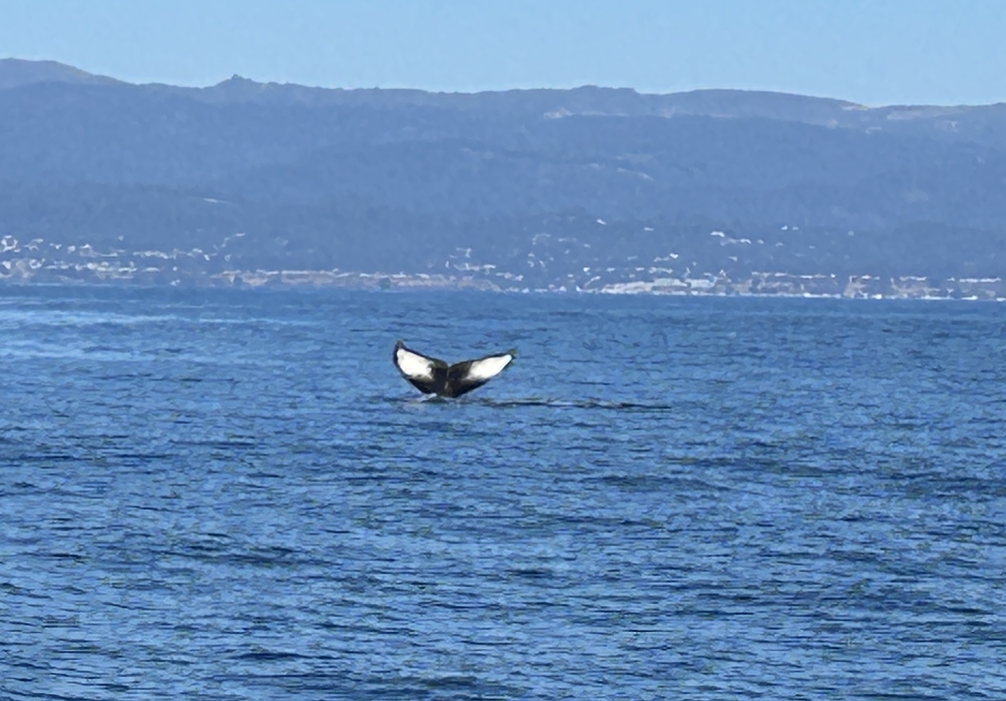 I Spotted a Whale: A Surreal Encounter