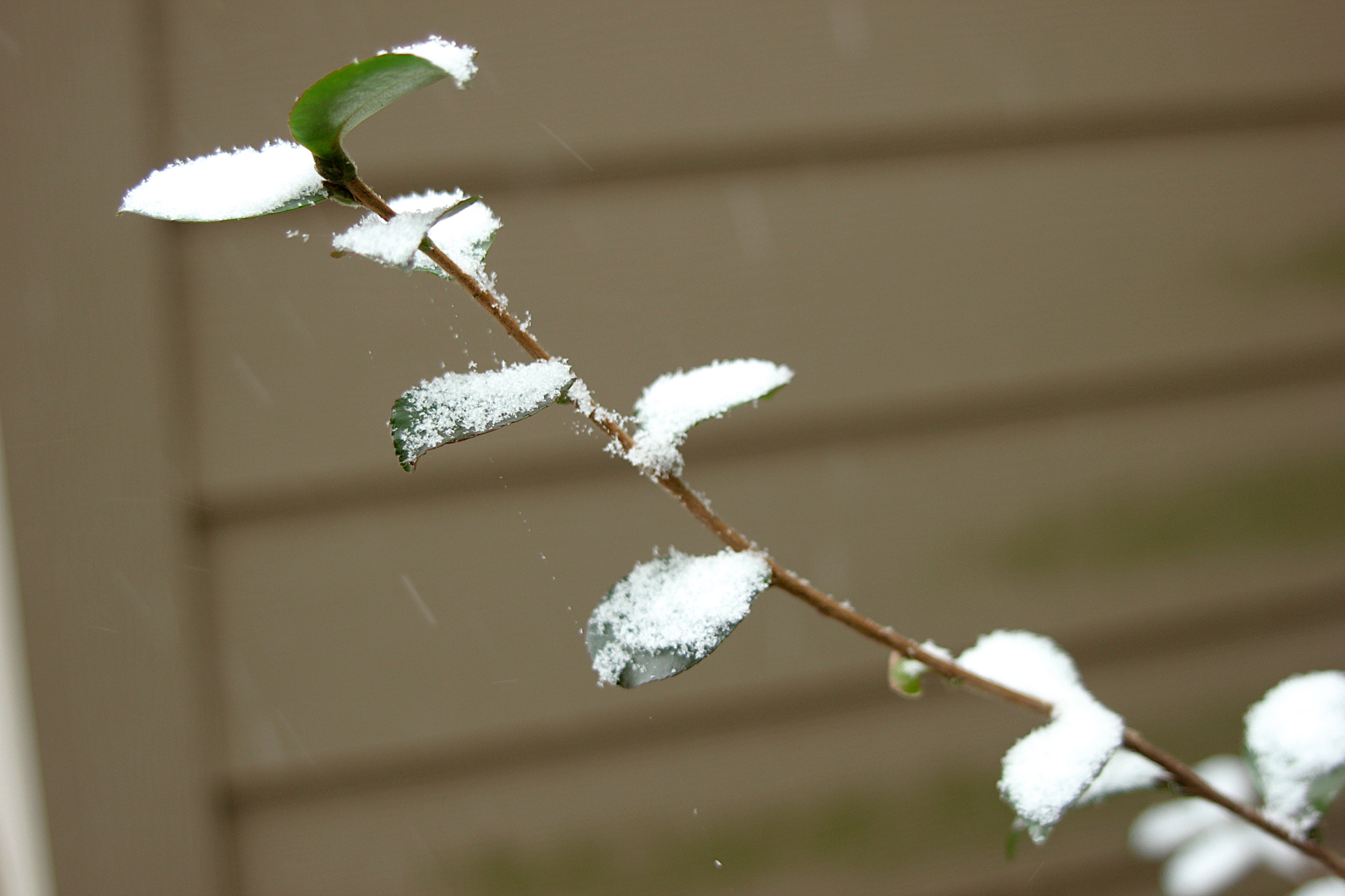 A Beautiful Snapshot of Snow-Covered Leaves