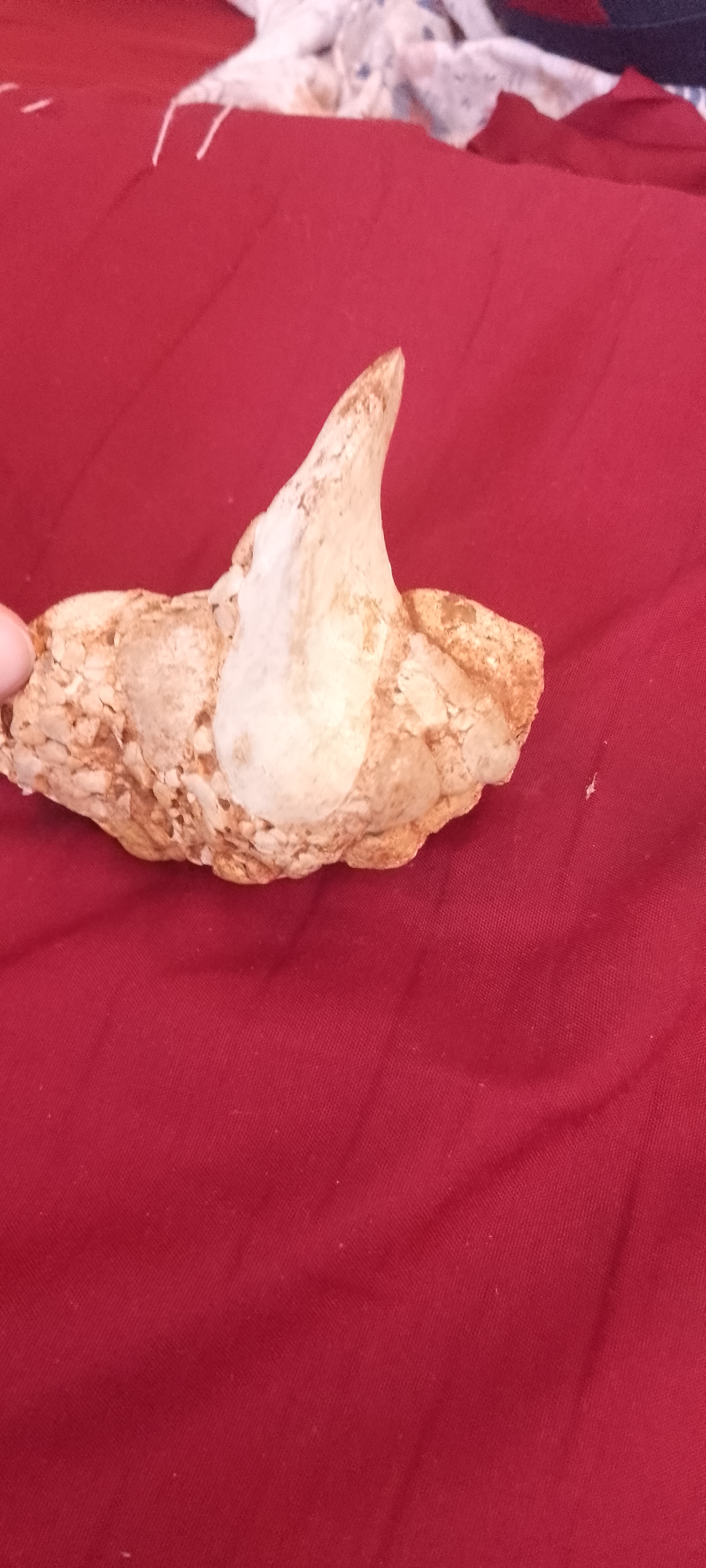 Can Anyone Identify This Mysterious Rock?