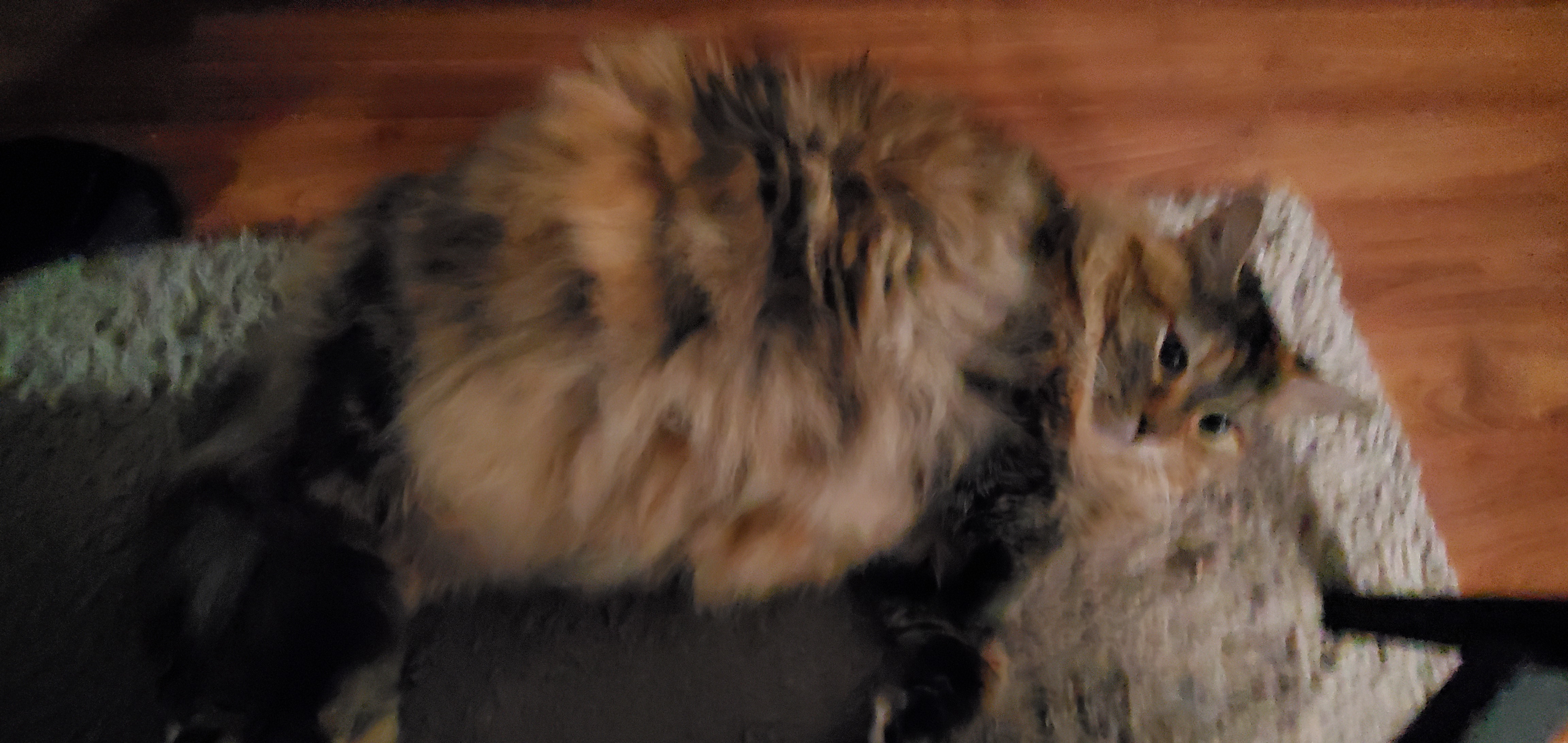 The Adorable Fat Cat Everyone Loves