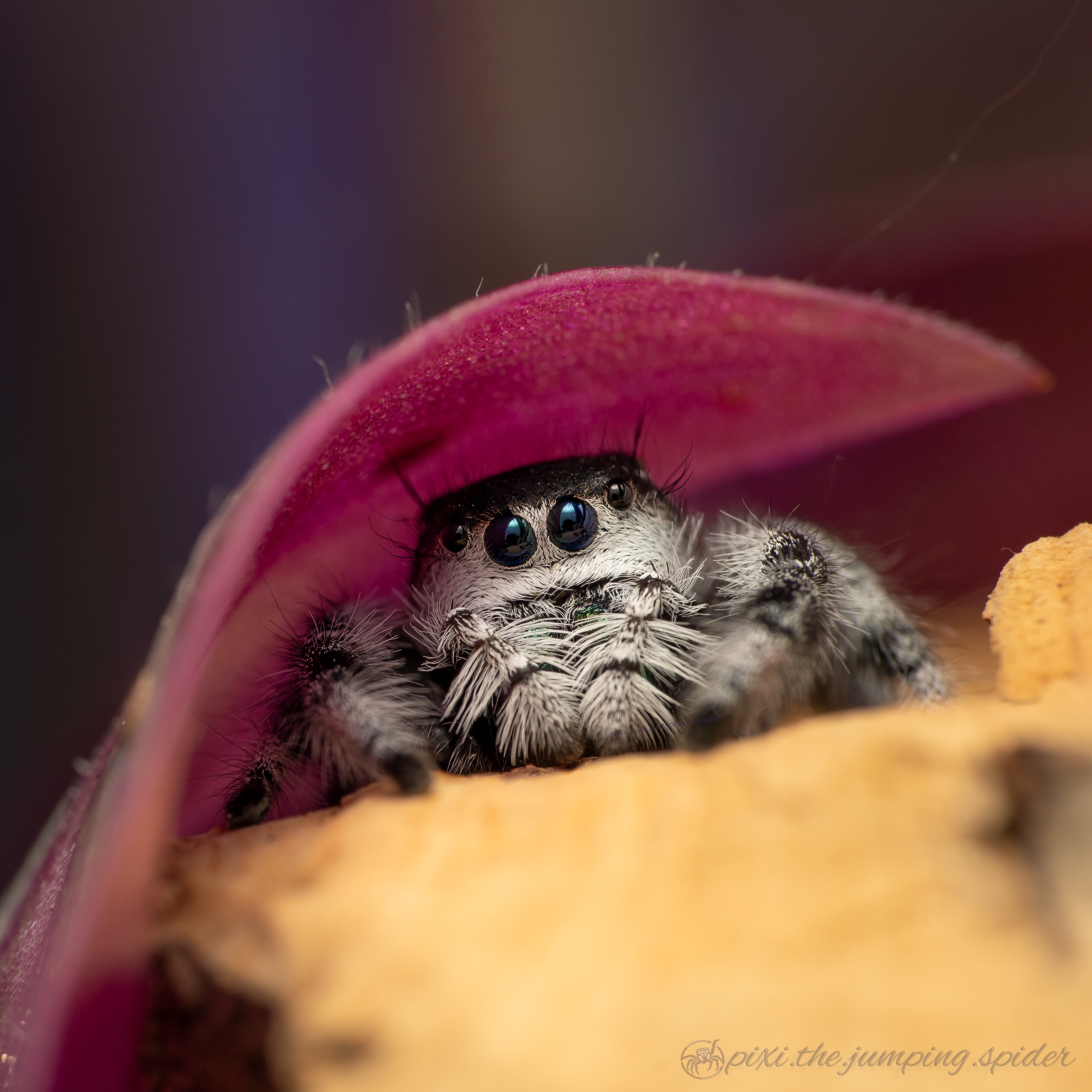 Adorable Phidippus Regius from the Bahamas!