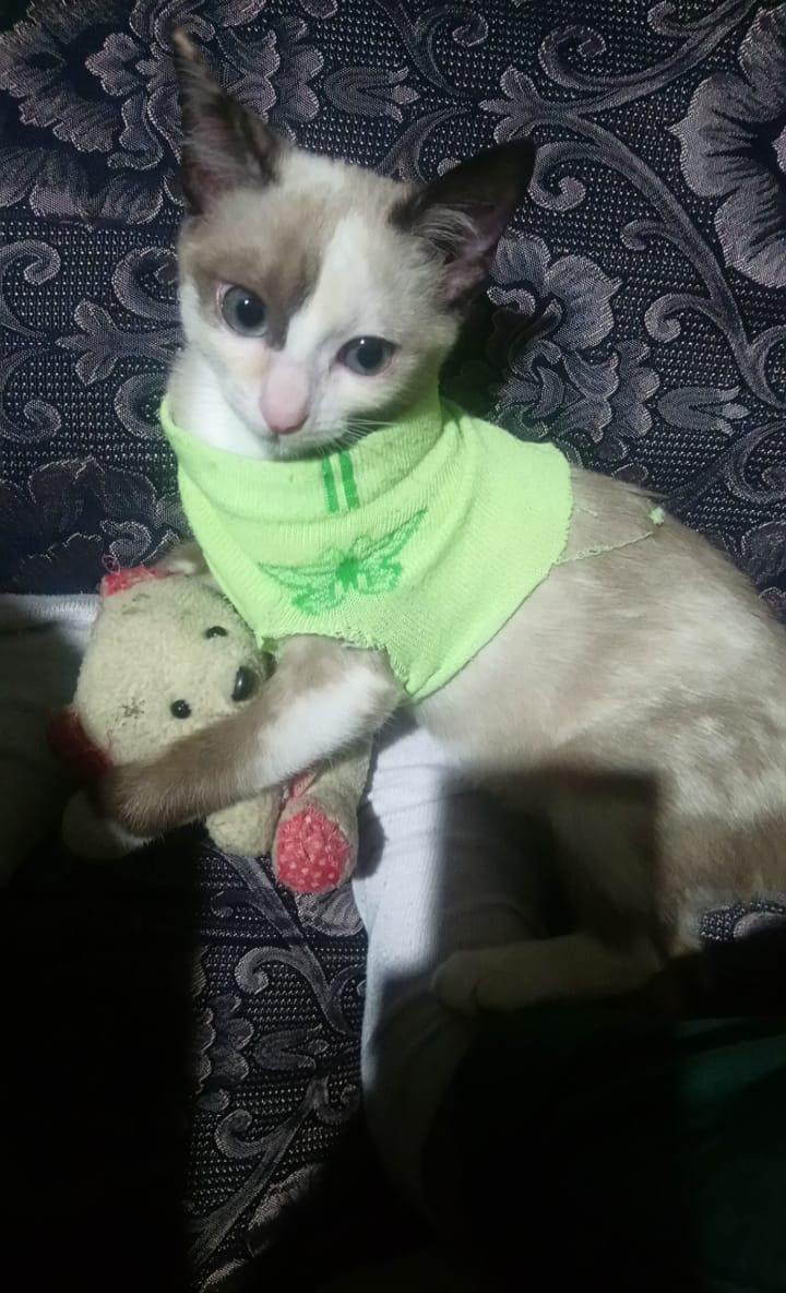 Meet my adorable kitty, the ultimate macha!