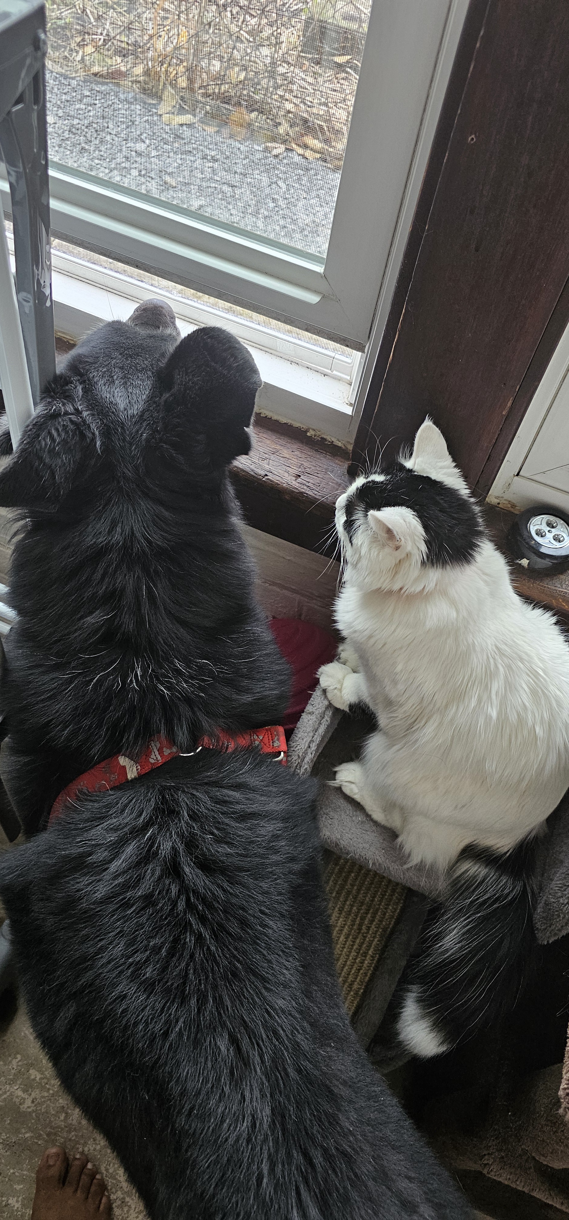 Gazing intently at the charming old orange cat lounging outside.