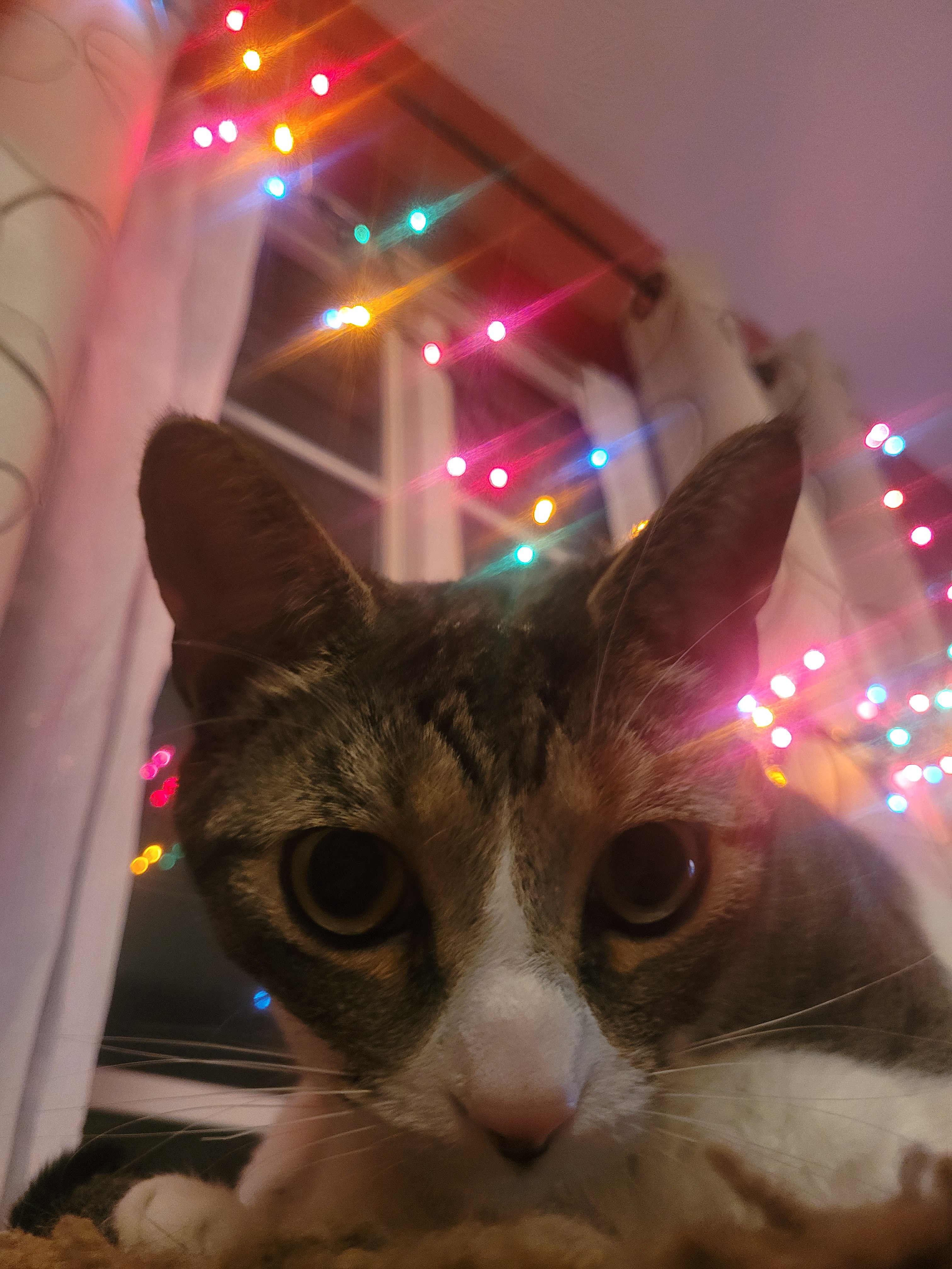 Adorable Face: The Ultimate Expression