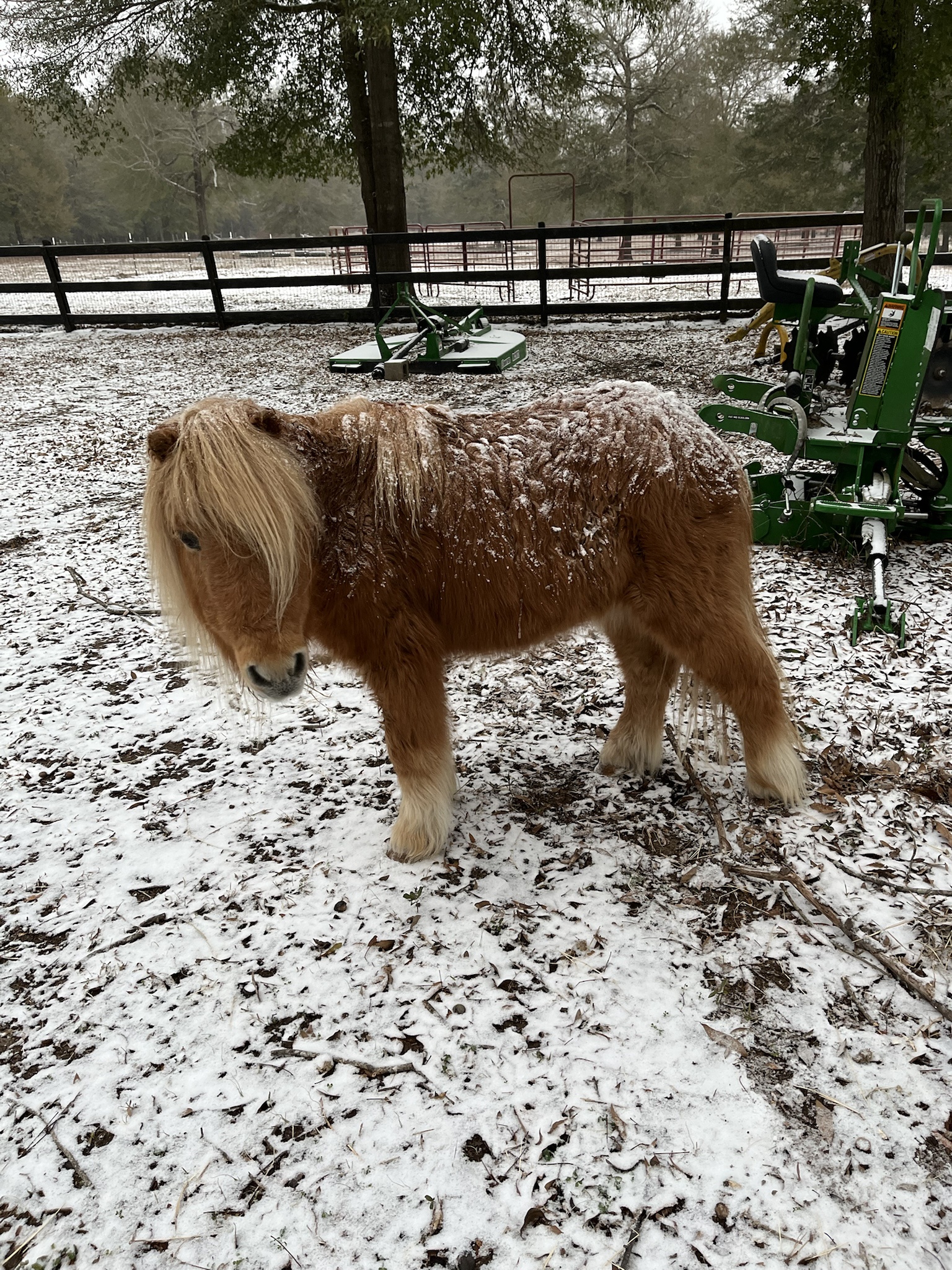 Jedi the Mini Horse Reminds You to Stay Cozy