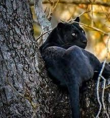 Evidence Suggests Black Leopards Are Making a Quiet Comeback in Britain