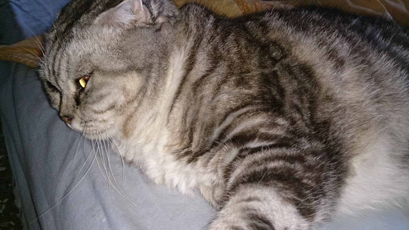 Another cute cat sighting