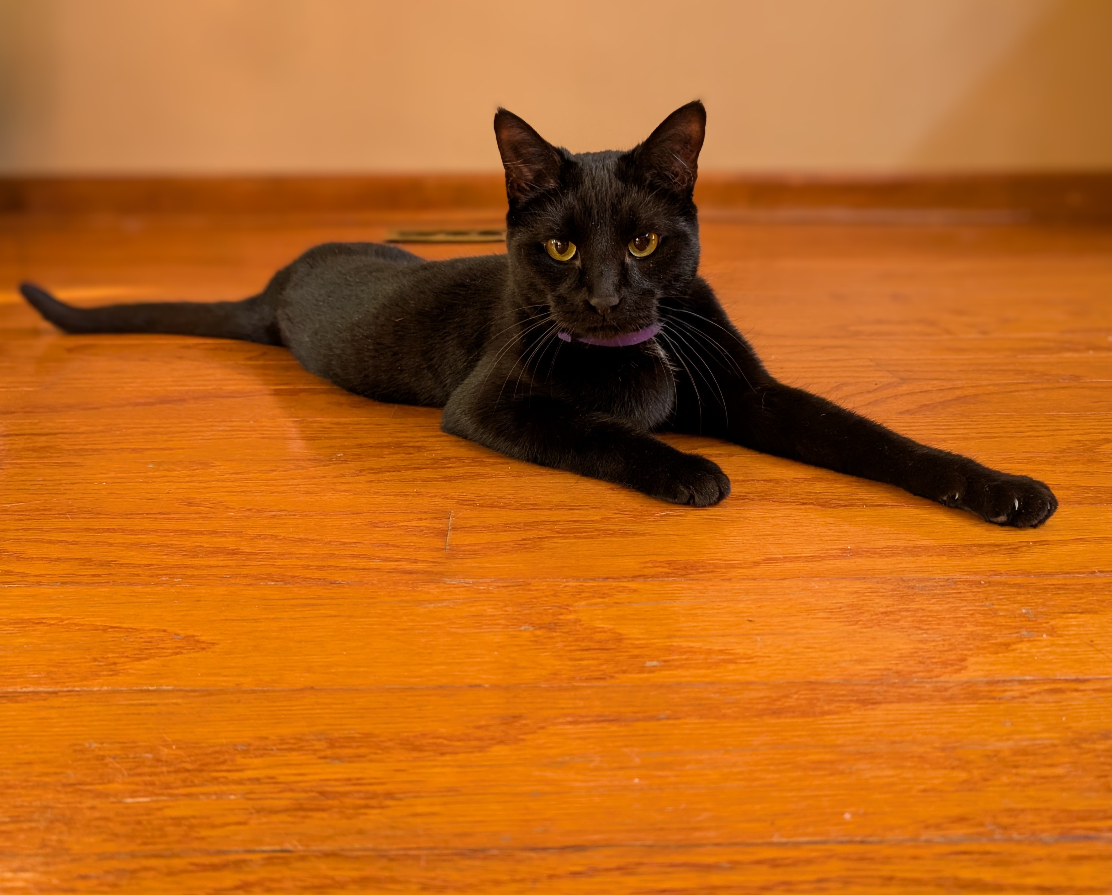 Meet My Nephew Acorn, But My Heart Belongs to Pinecone – What a Dilemma!