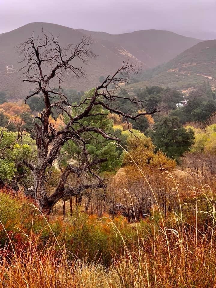The Majestic Old Tree: A Testament to Time