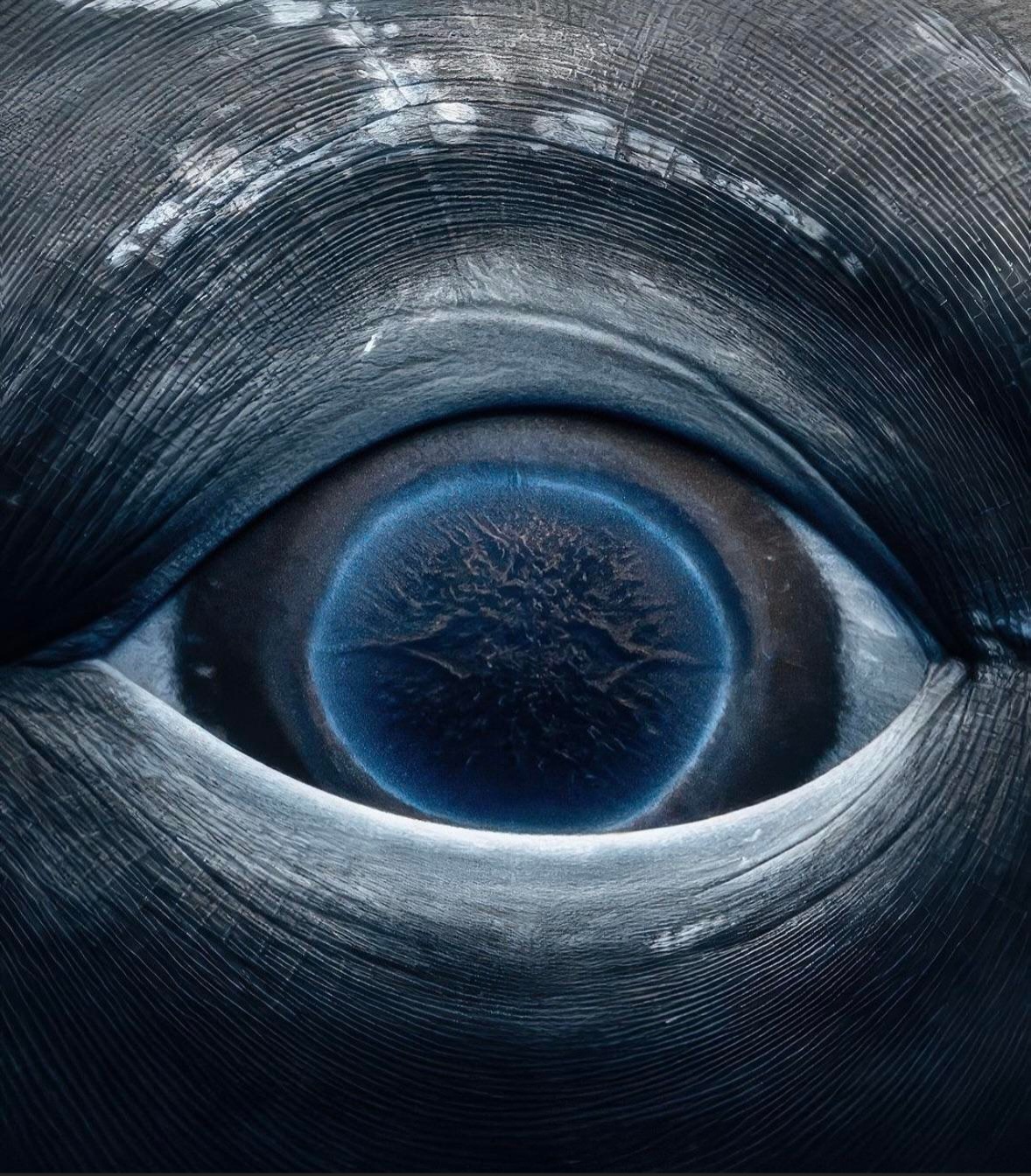 A Stunning Close-Up of a Whale's Eye