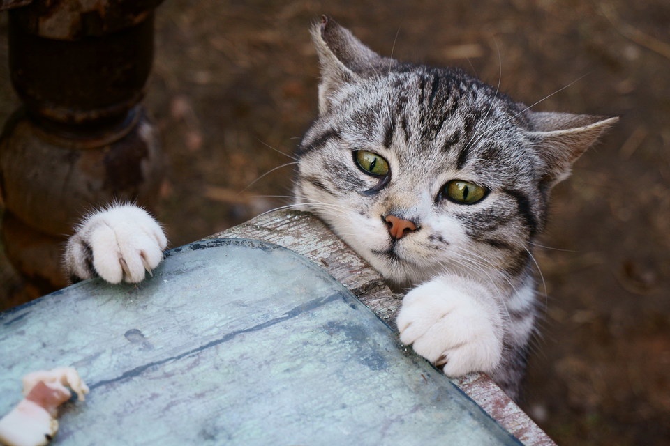 Meet Today's Adorable Cat