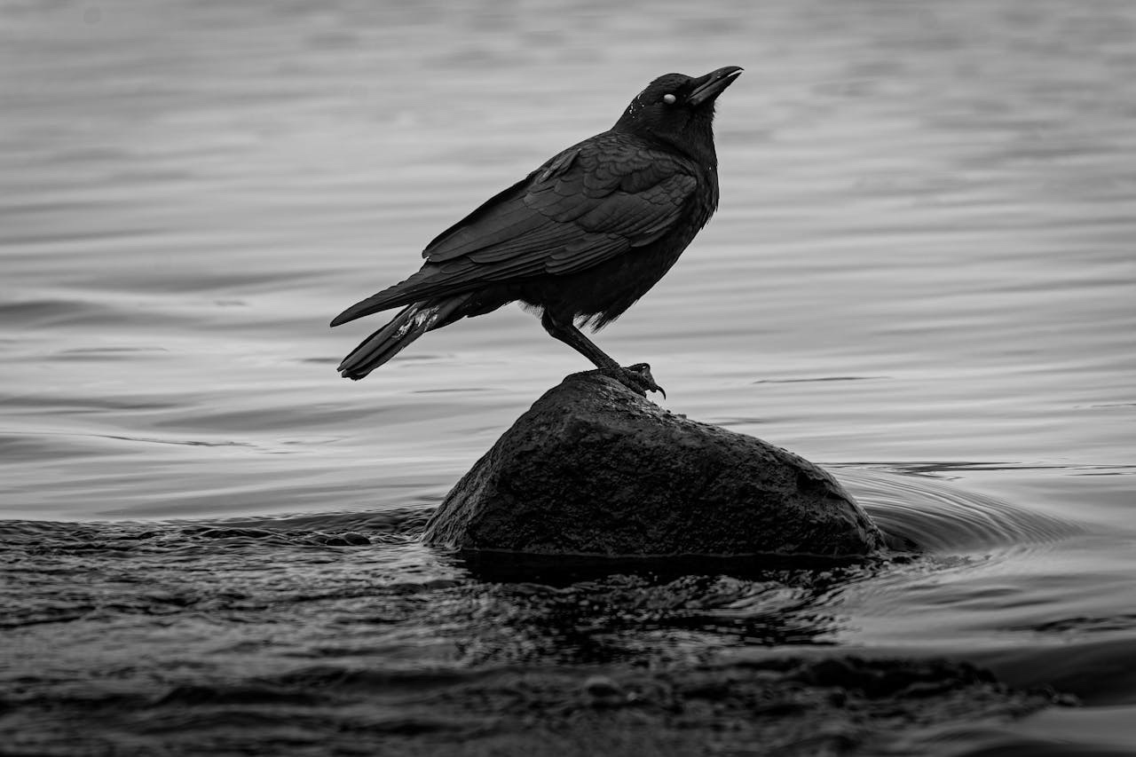 Beware of the Eerie Crow That Blinks