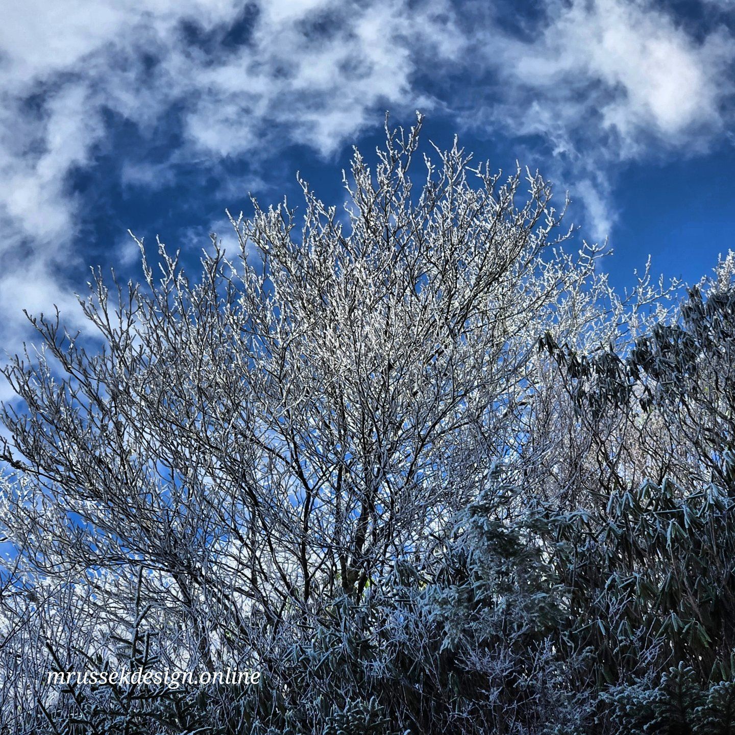 Embracing the Enchantment of Winter
