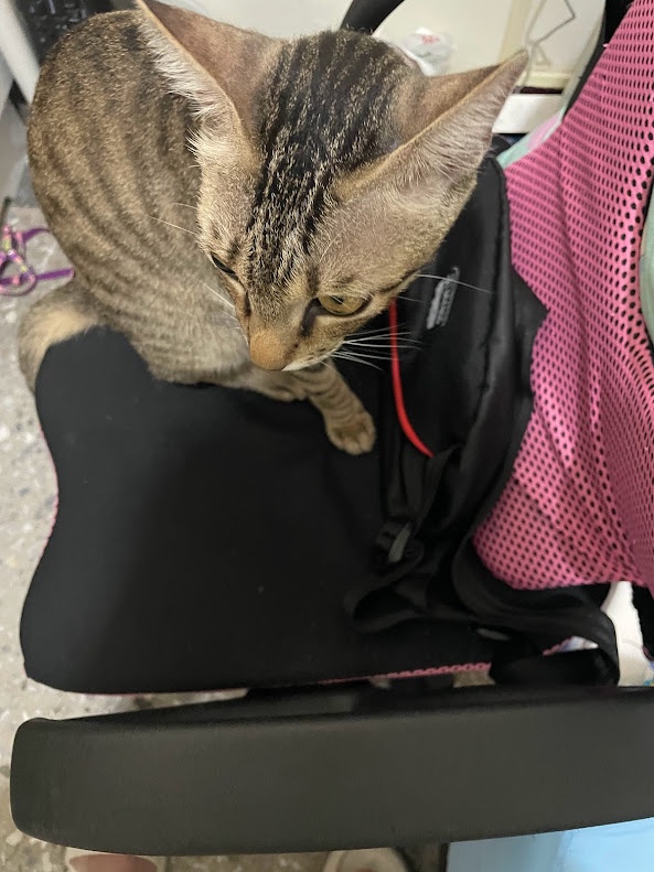 Cuddly cat moments