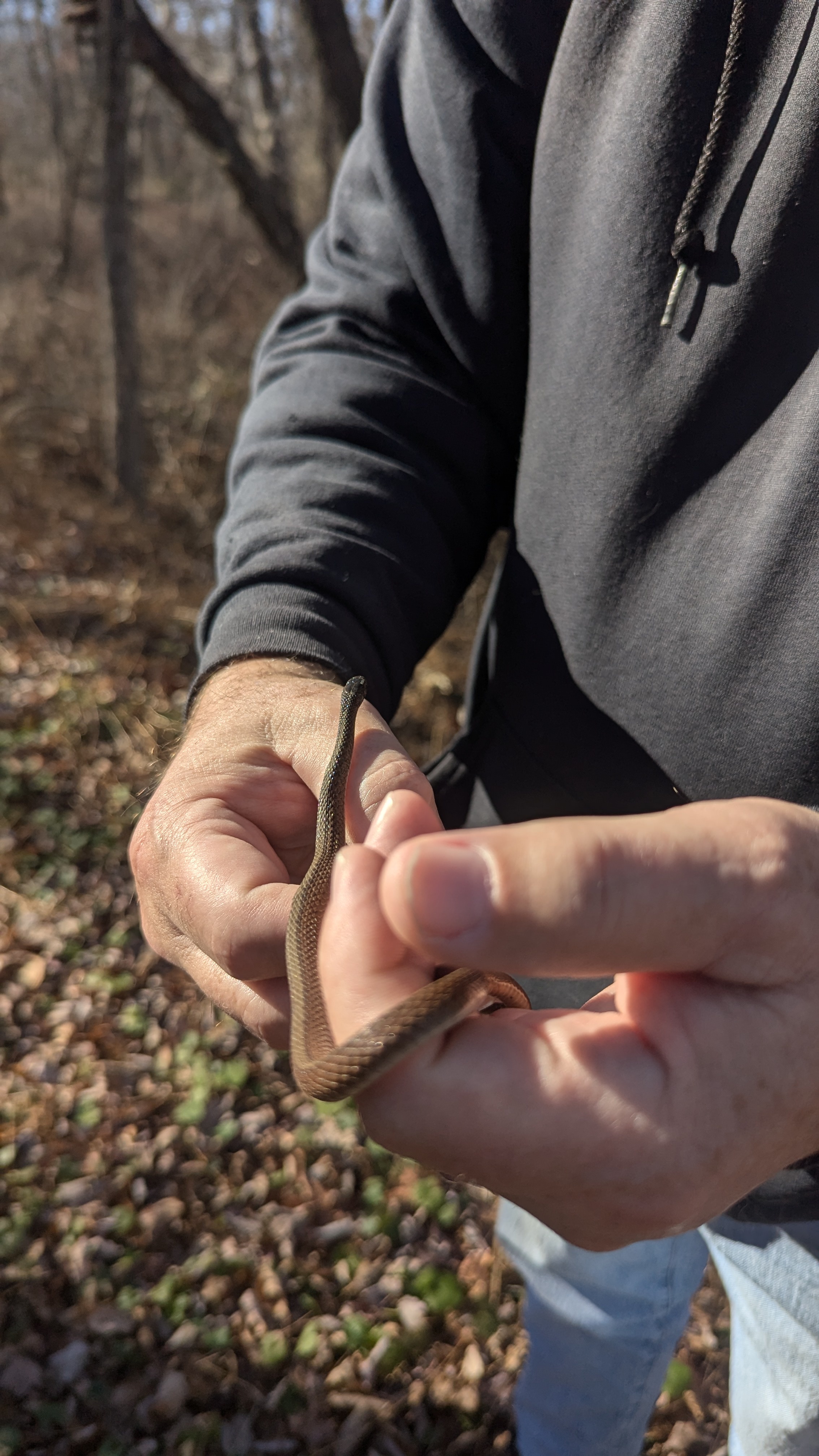 Calling All Herpetologists: Is Anyone Here?