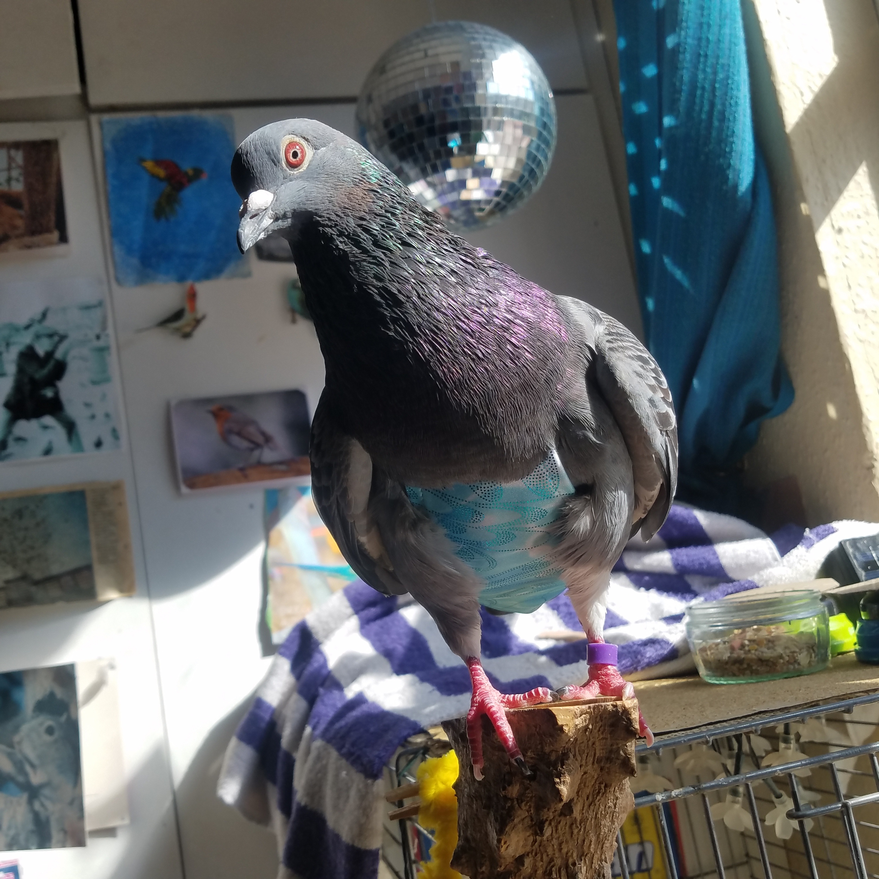 Get ready to groove at the Pigeon Disco!
