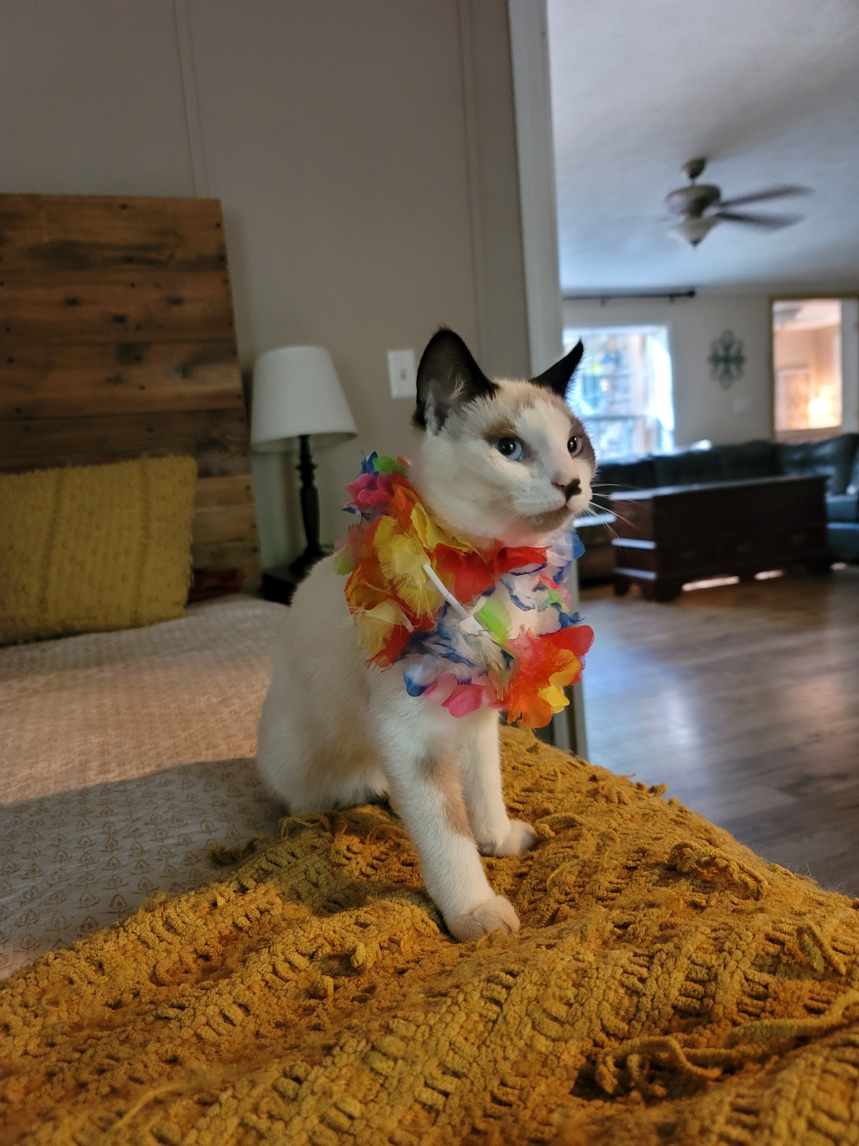 Pearl's Adorable Dress-Up Moments
