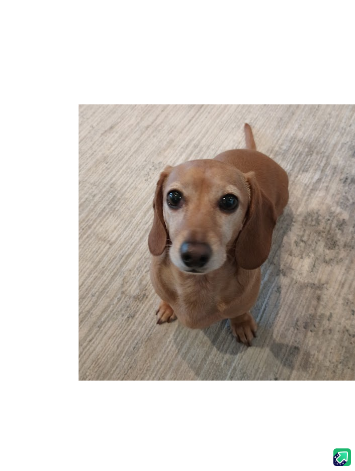 Meet Patsy: The Star of the Show