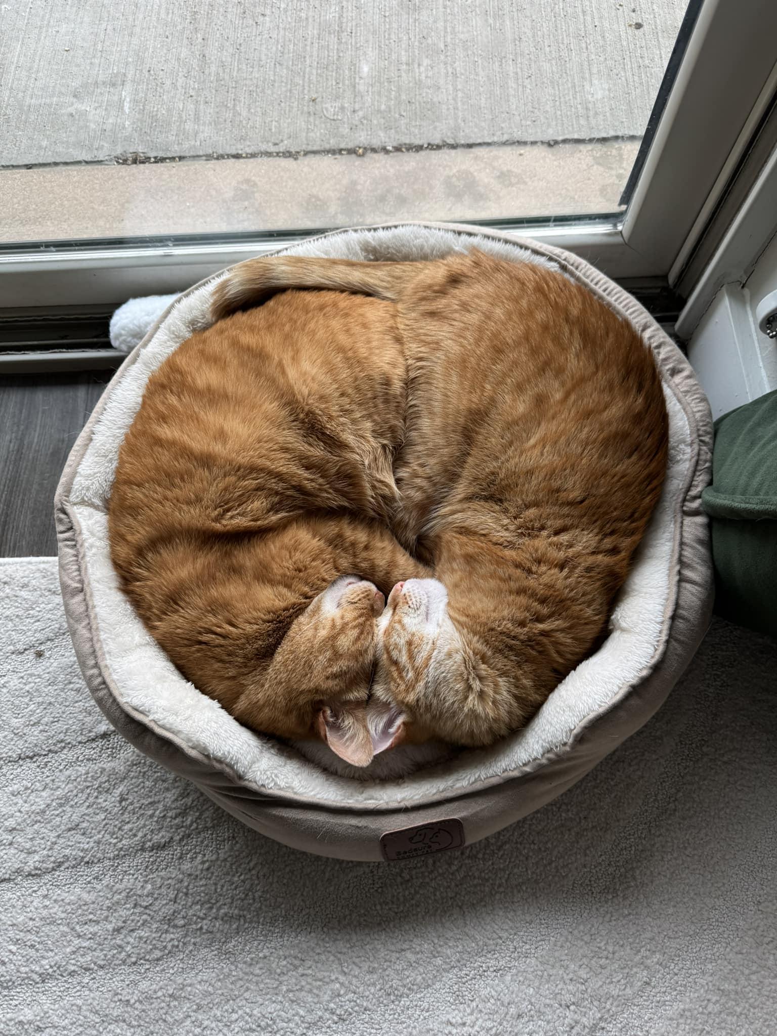 The Infinite Loop of Furoboros