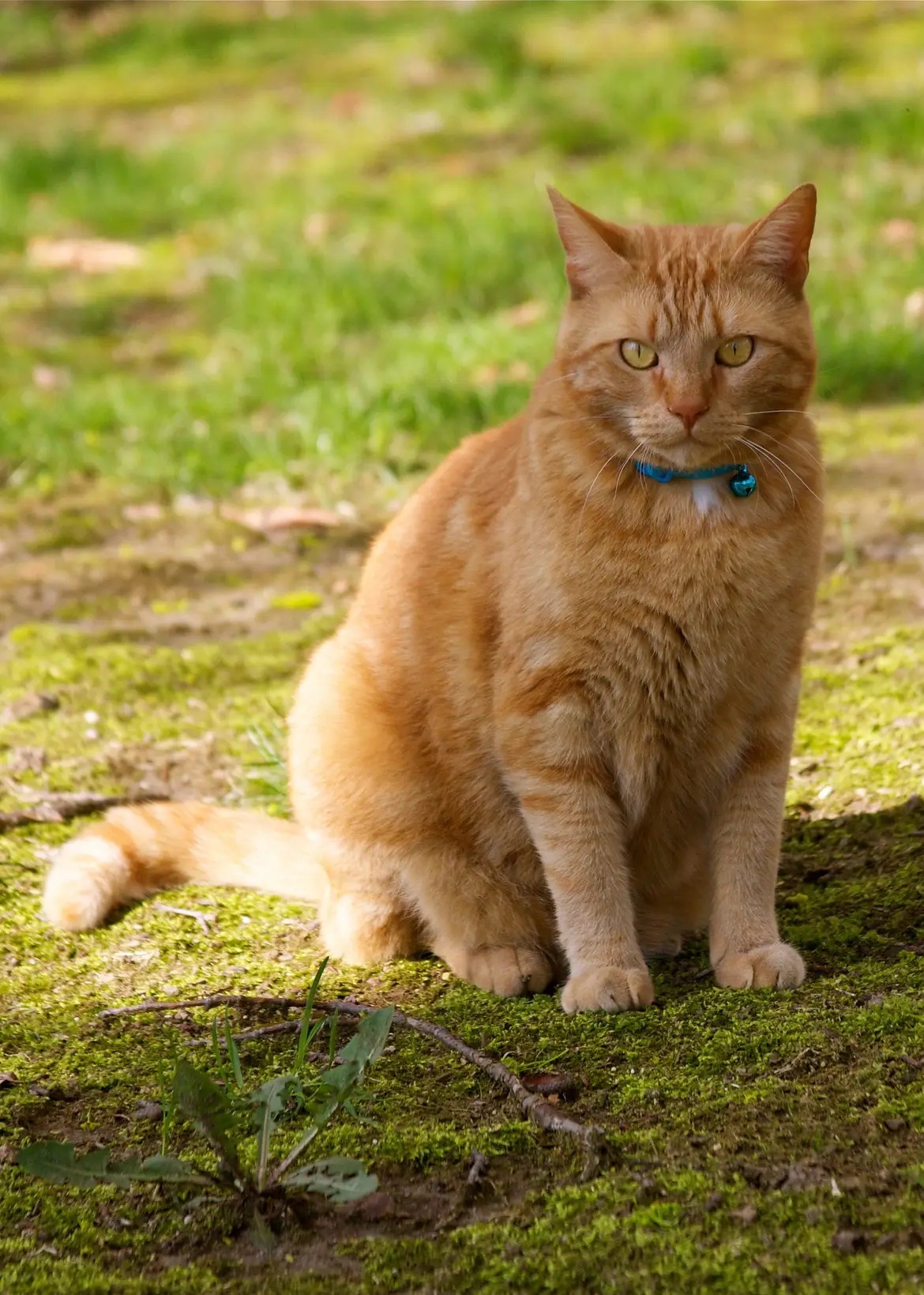 Today, Eli has crossed the Rainbow Bridge