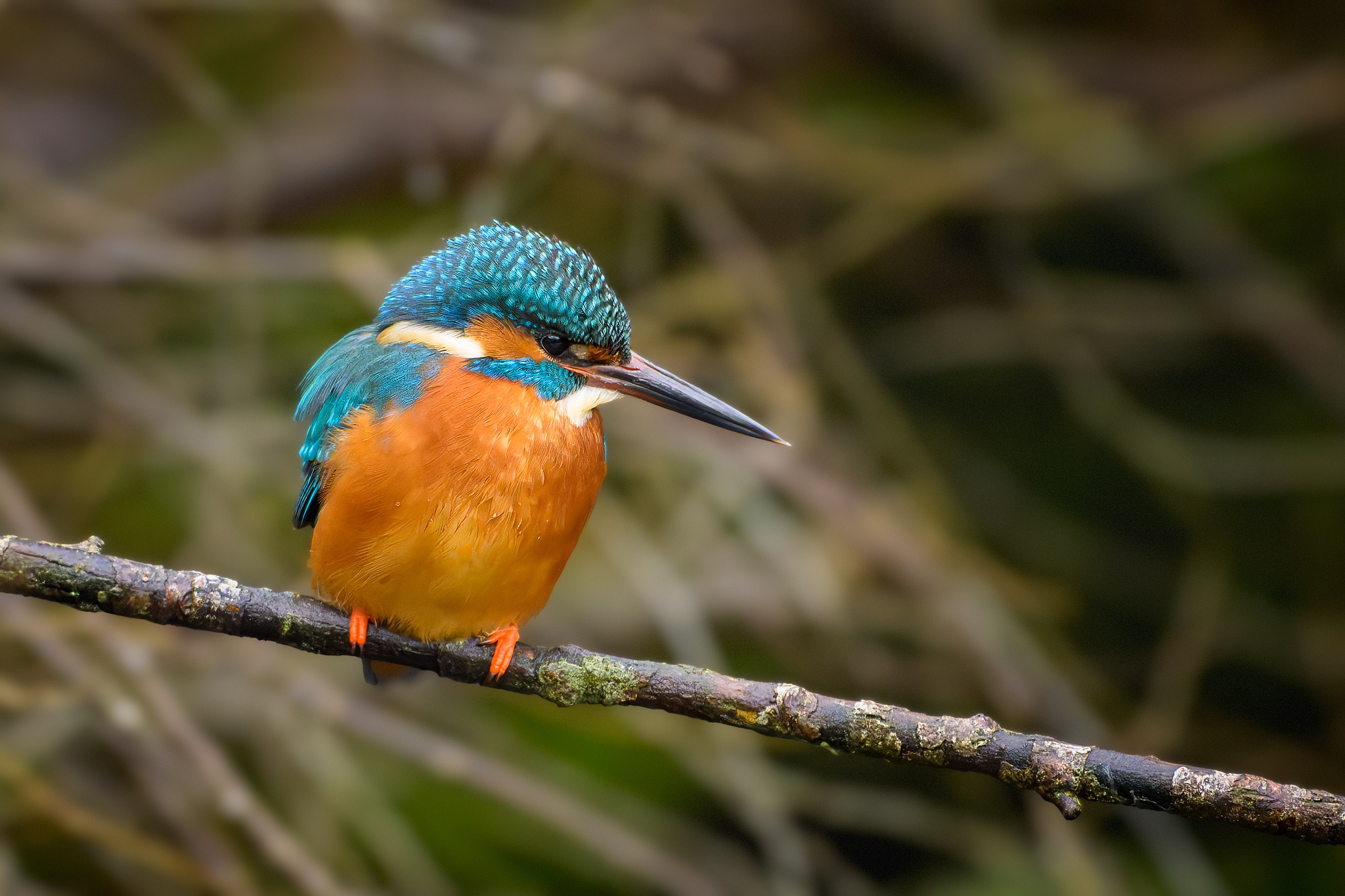 Meet the Stunning Kingfisher: Nature's Jewel