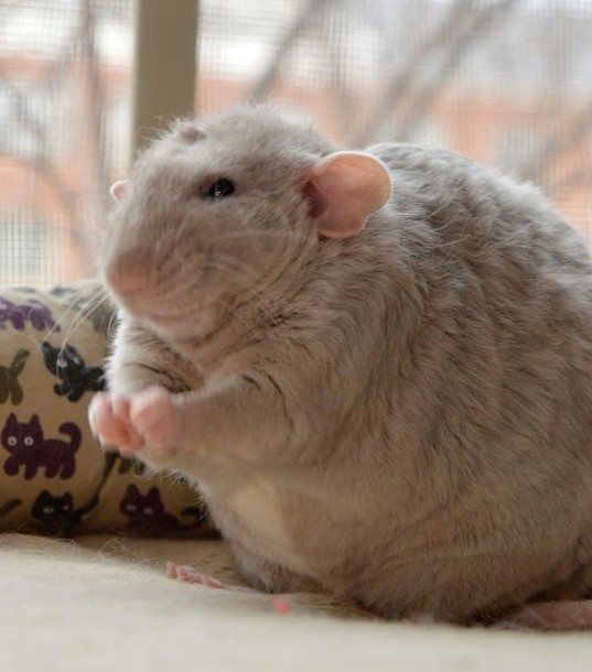 Adorable Fluffy Rats Taking Over the Internet