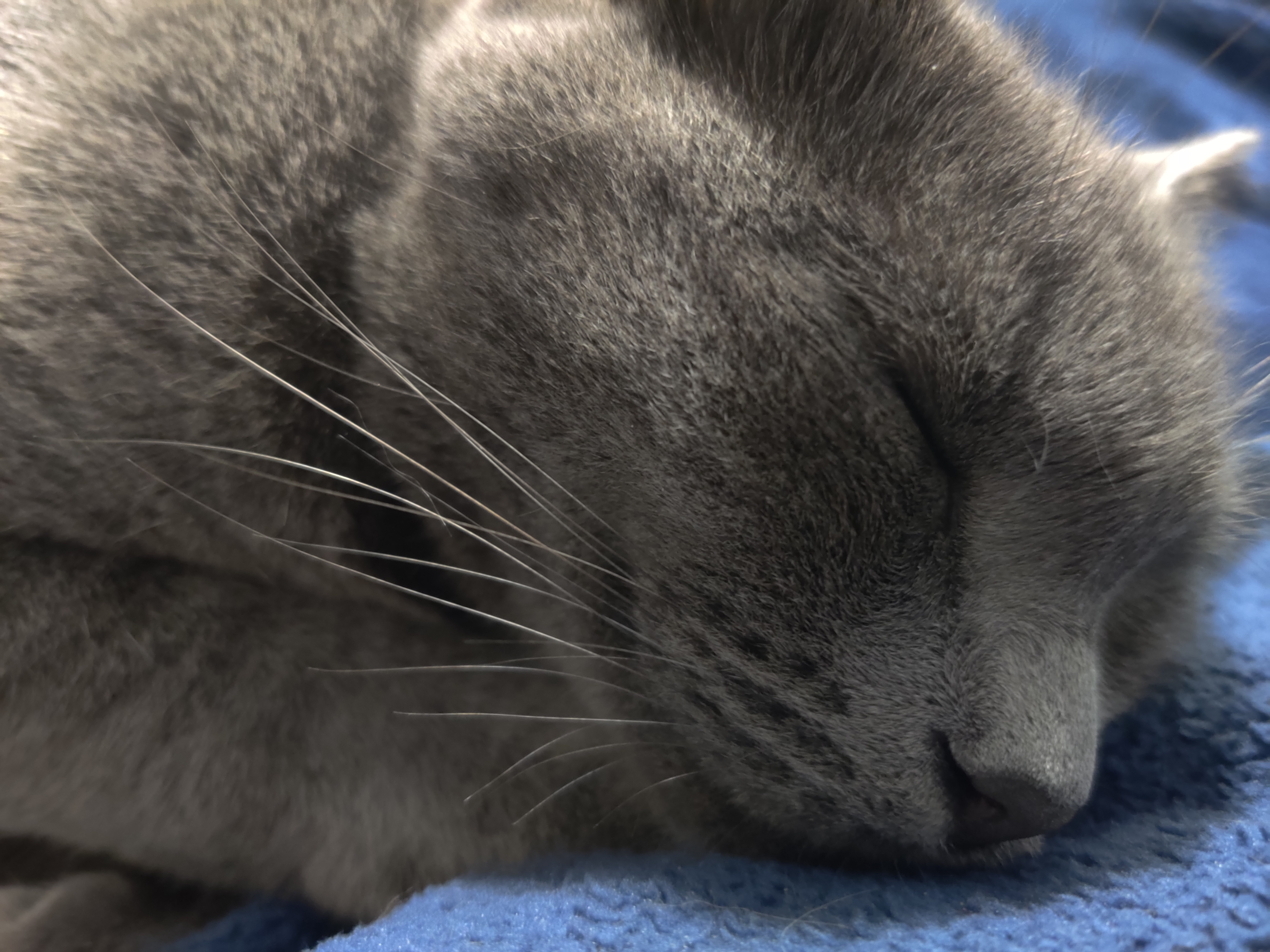 Meet Smokey: The Star of the Show