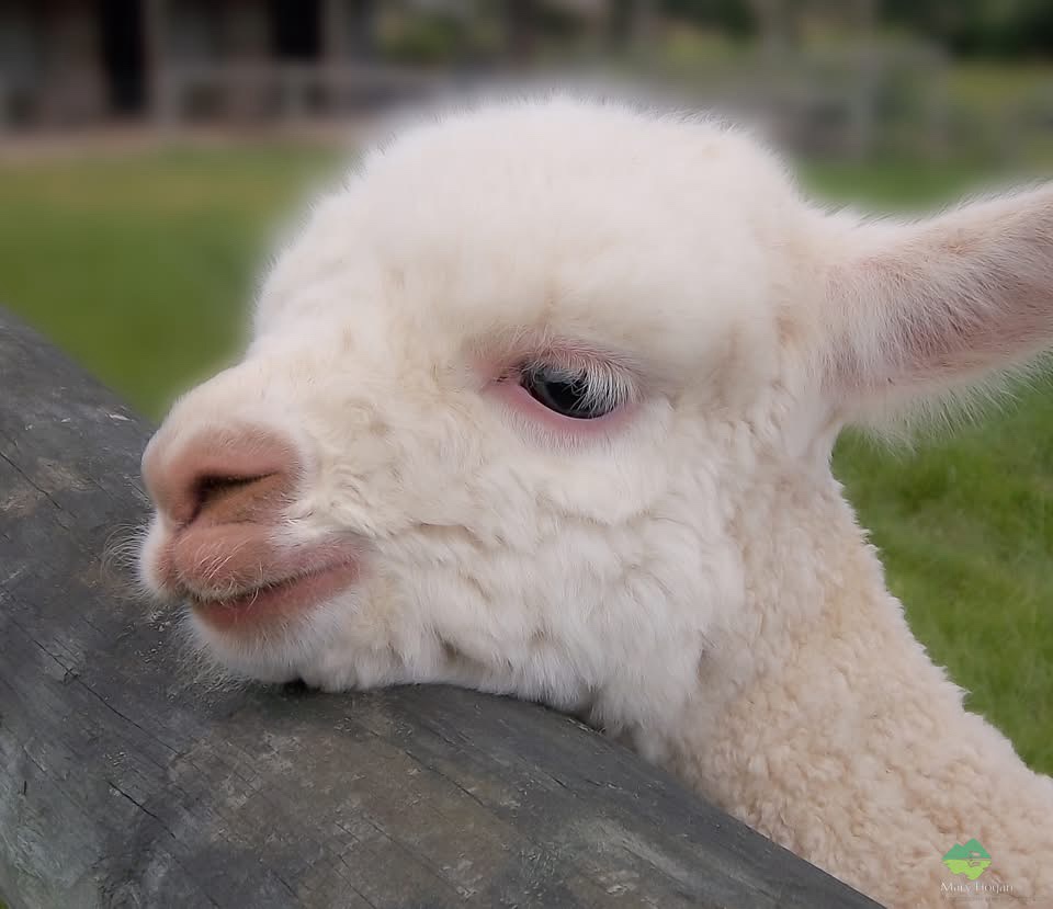 Give Me Some Love: Pet Me!