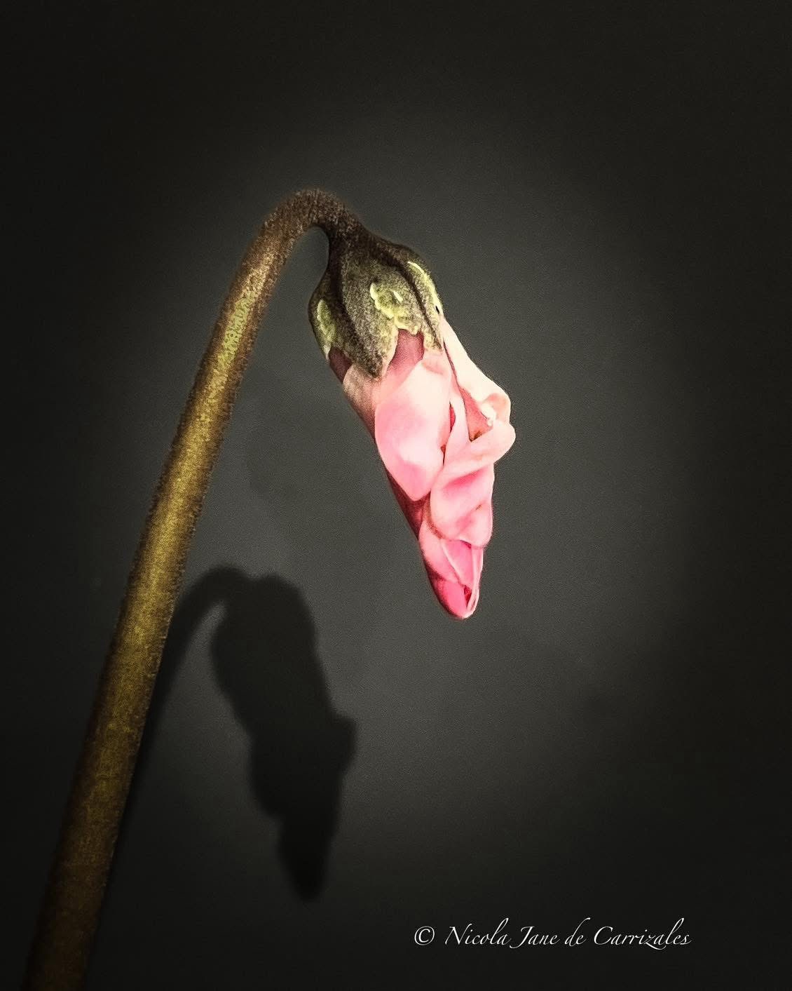 The Enigmatic Shadow of a Flower