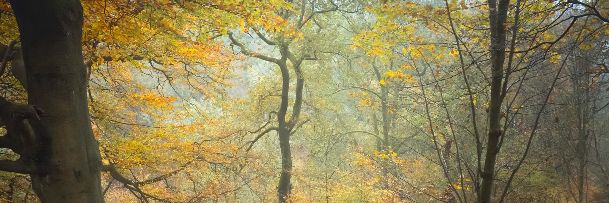 Into the Enchanted Forest