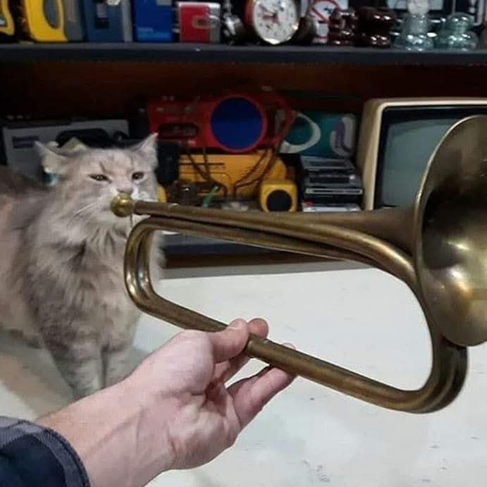 A little toot never hurt anyone!
