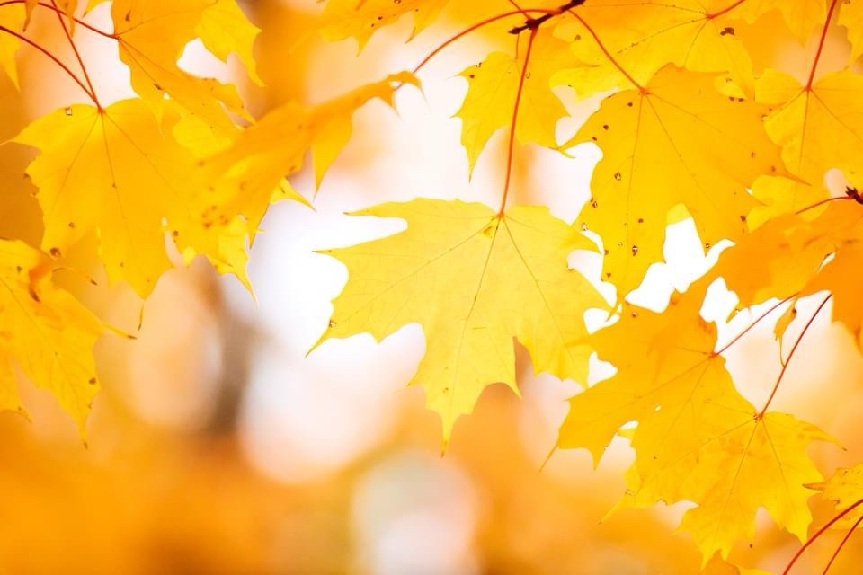 Golden Hues of Autumn: The Beauty of Yellow Leaves