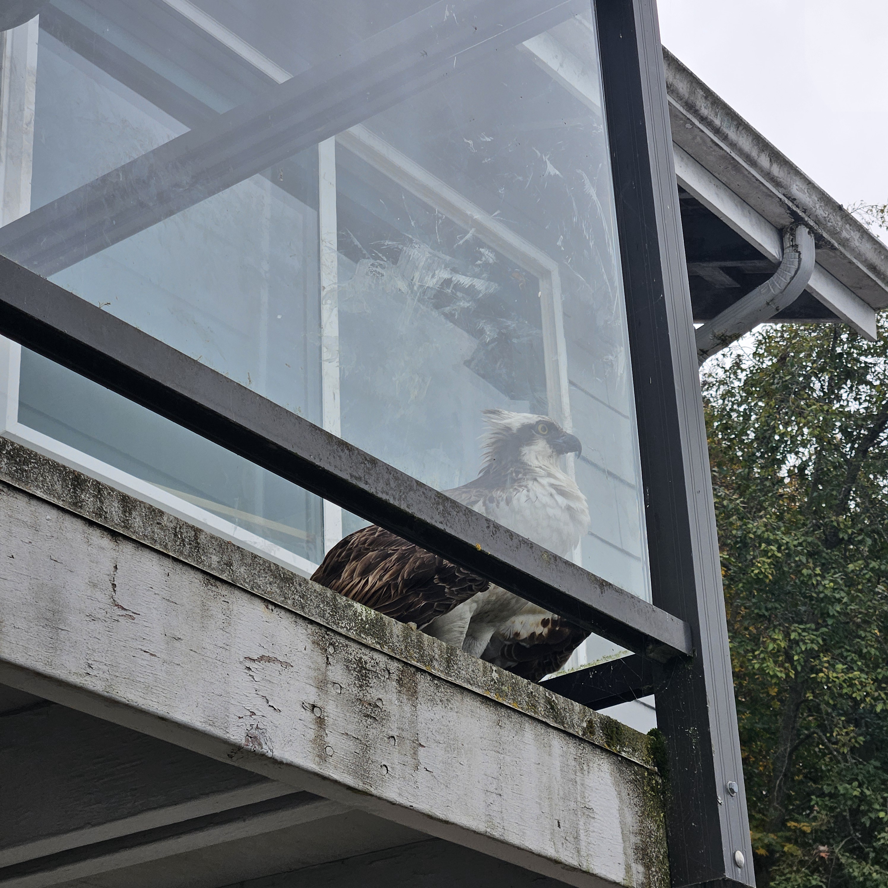 Osprey Breaks Free: A Journey to Freedom