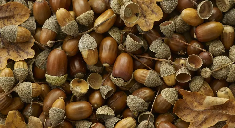 United we stand, Acorns strong!