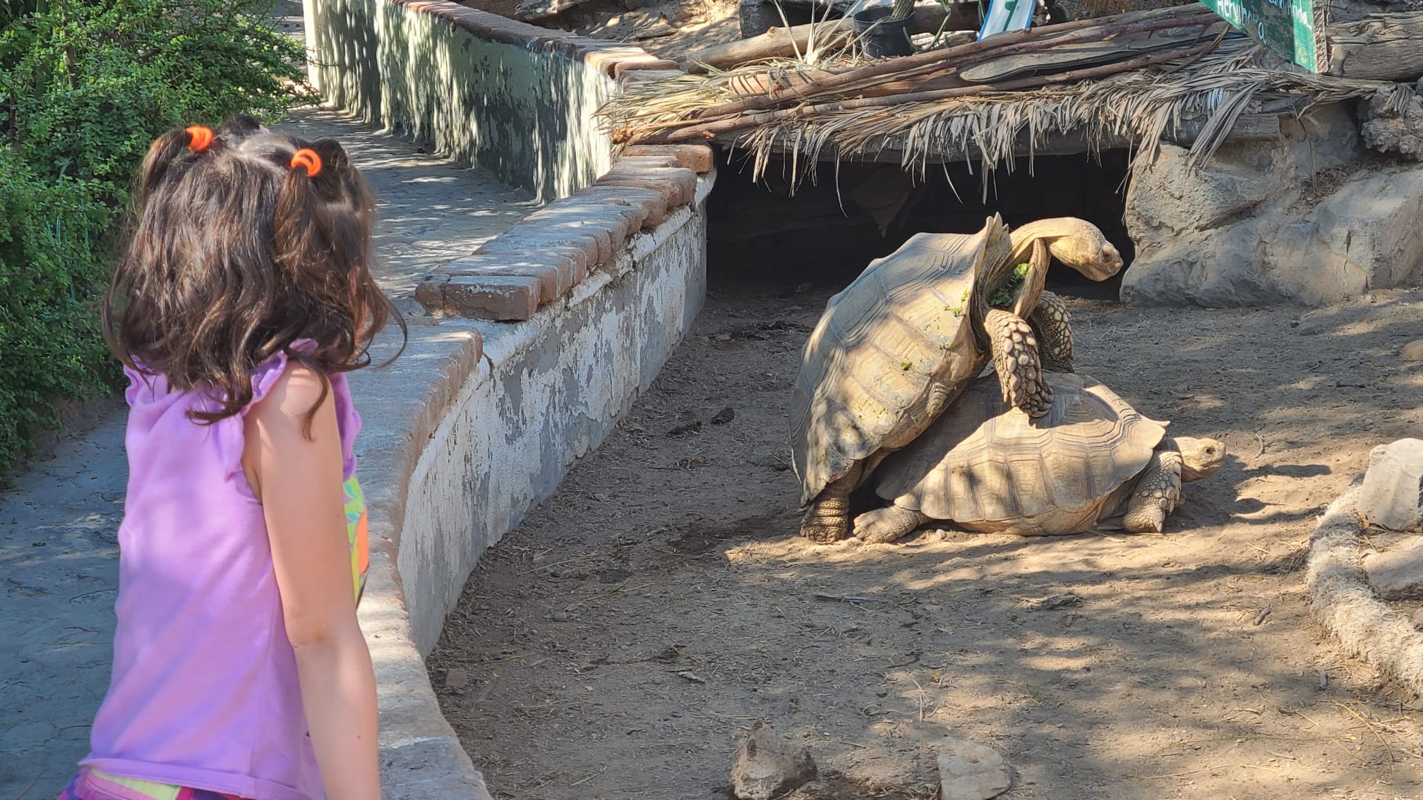 Did you know that turtles can actually make a MEOW sound?