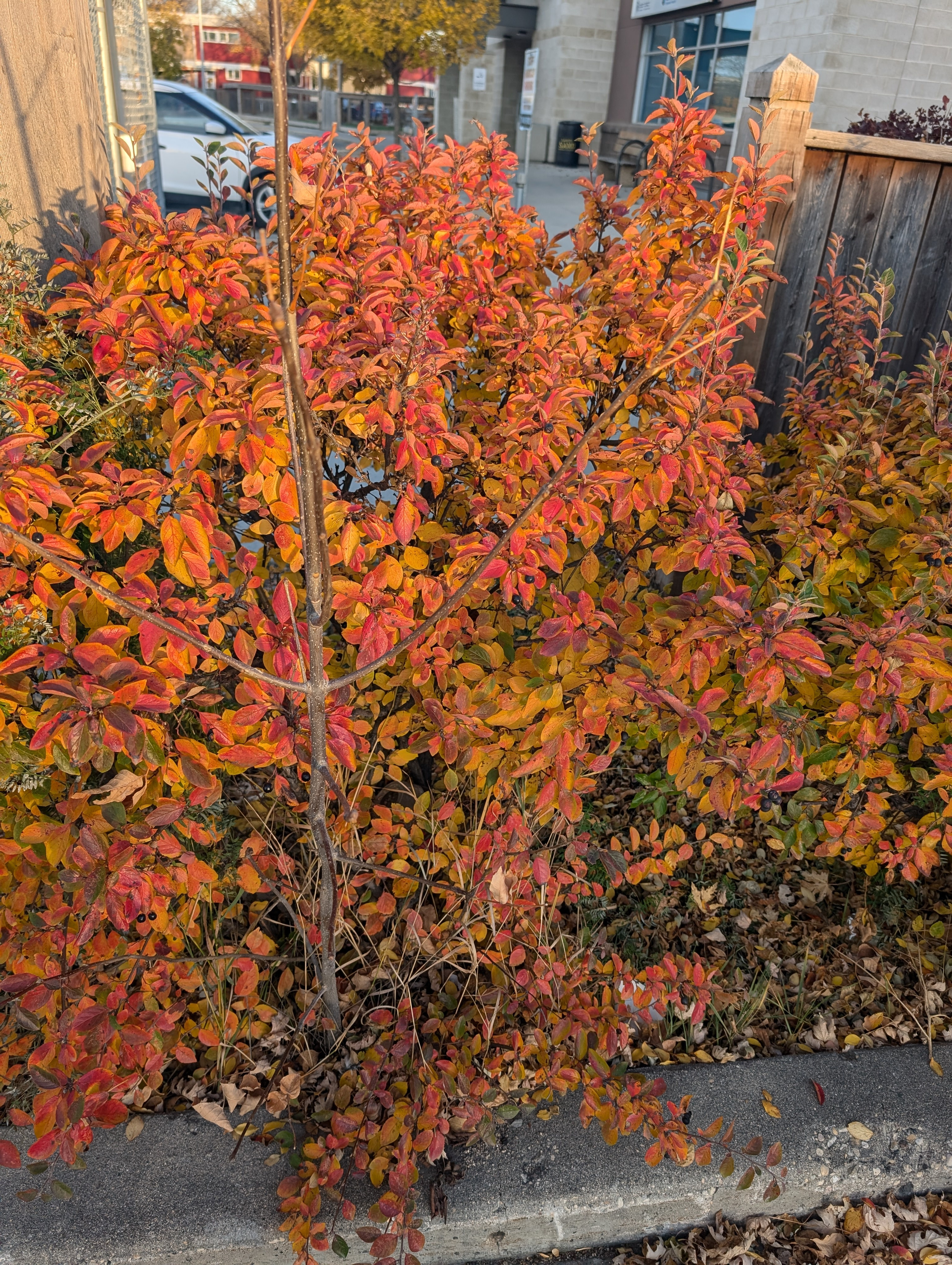Nature's Palette: Stunning Fall Colors