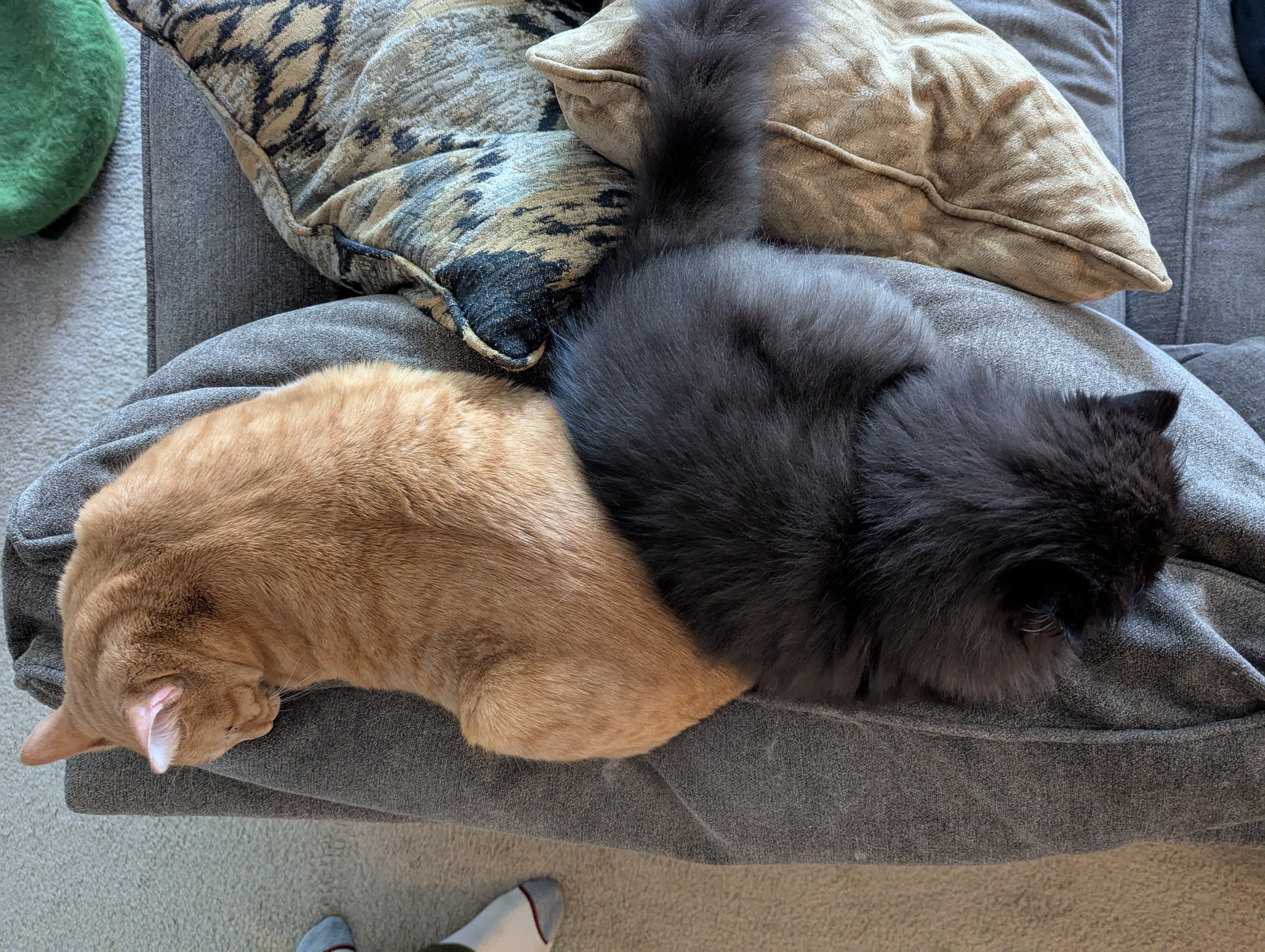 Meet the Dynamic Duo: Pepper and Lucy!