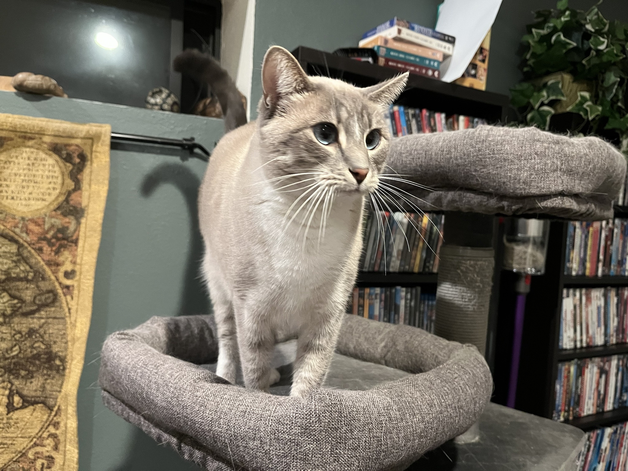 Daily Dose of Ivy: Cat Chronicles - Day 358